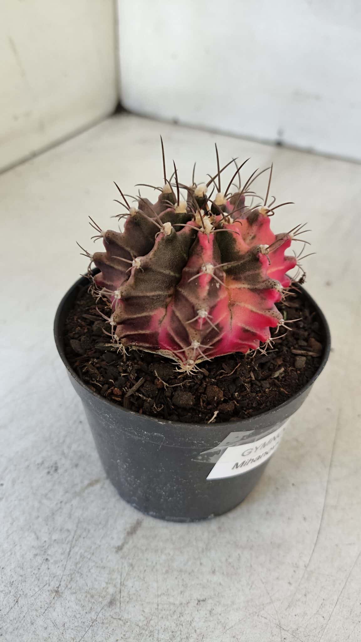 GYMNOCALYCIUM Mihanovichii Variegata Nº 539 – vaso 09