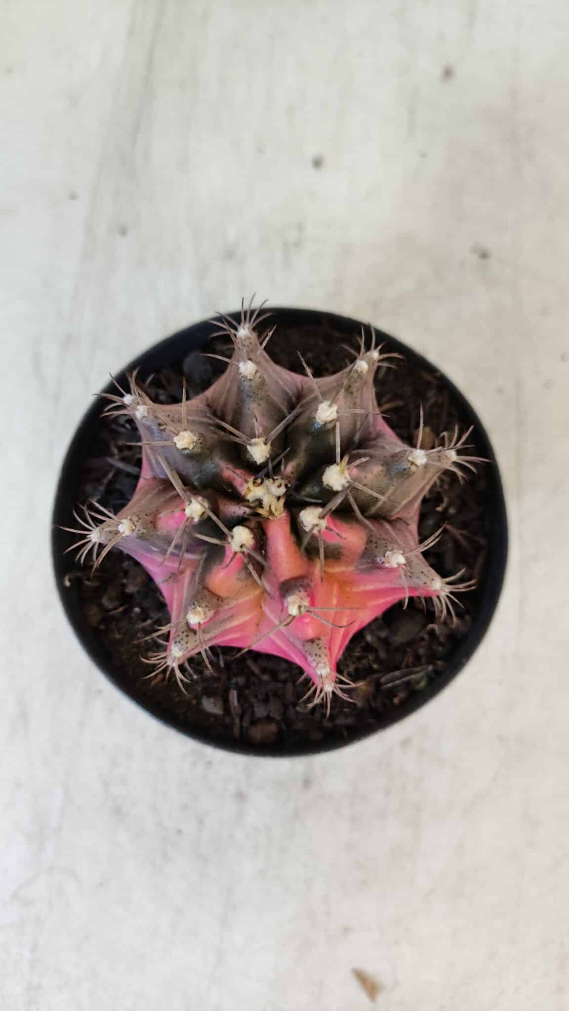 GYMNOCALYCIUM Mihanovichii Variegata Nº 539 – vaso 09