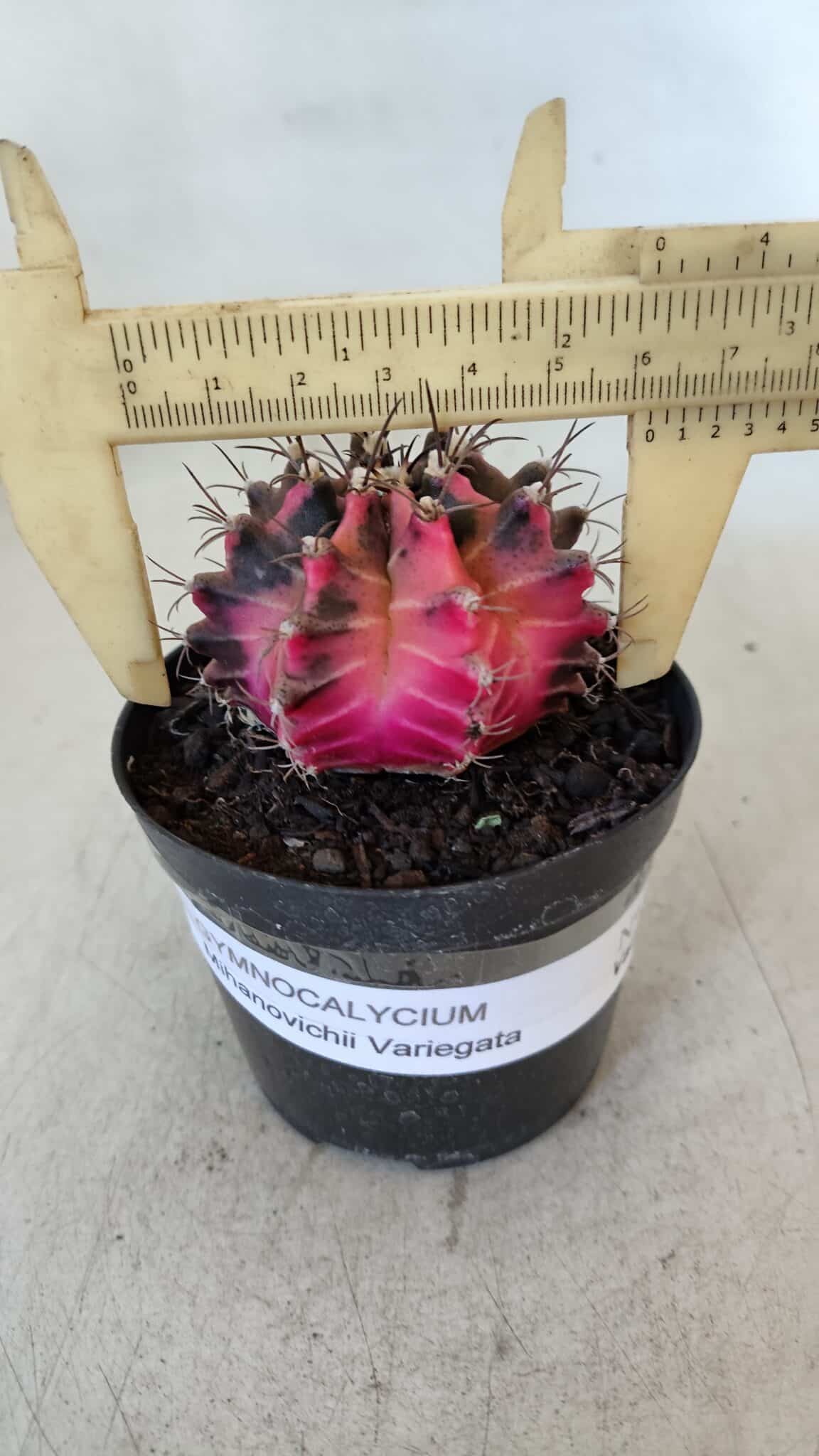 GYMNOCALYCIUM Mihanovichii Variegata Nº 539 – vaso 09