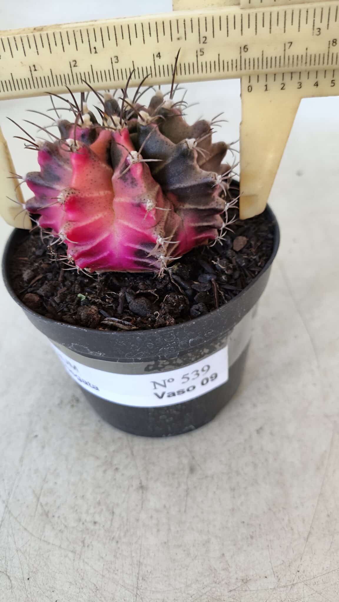 GYMNOCALYCIUM Mihanovichii Variegata Nº 539 – vaso 09