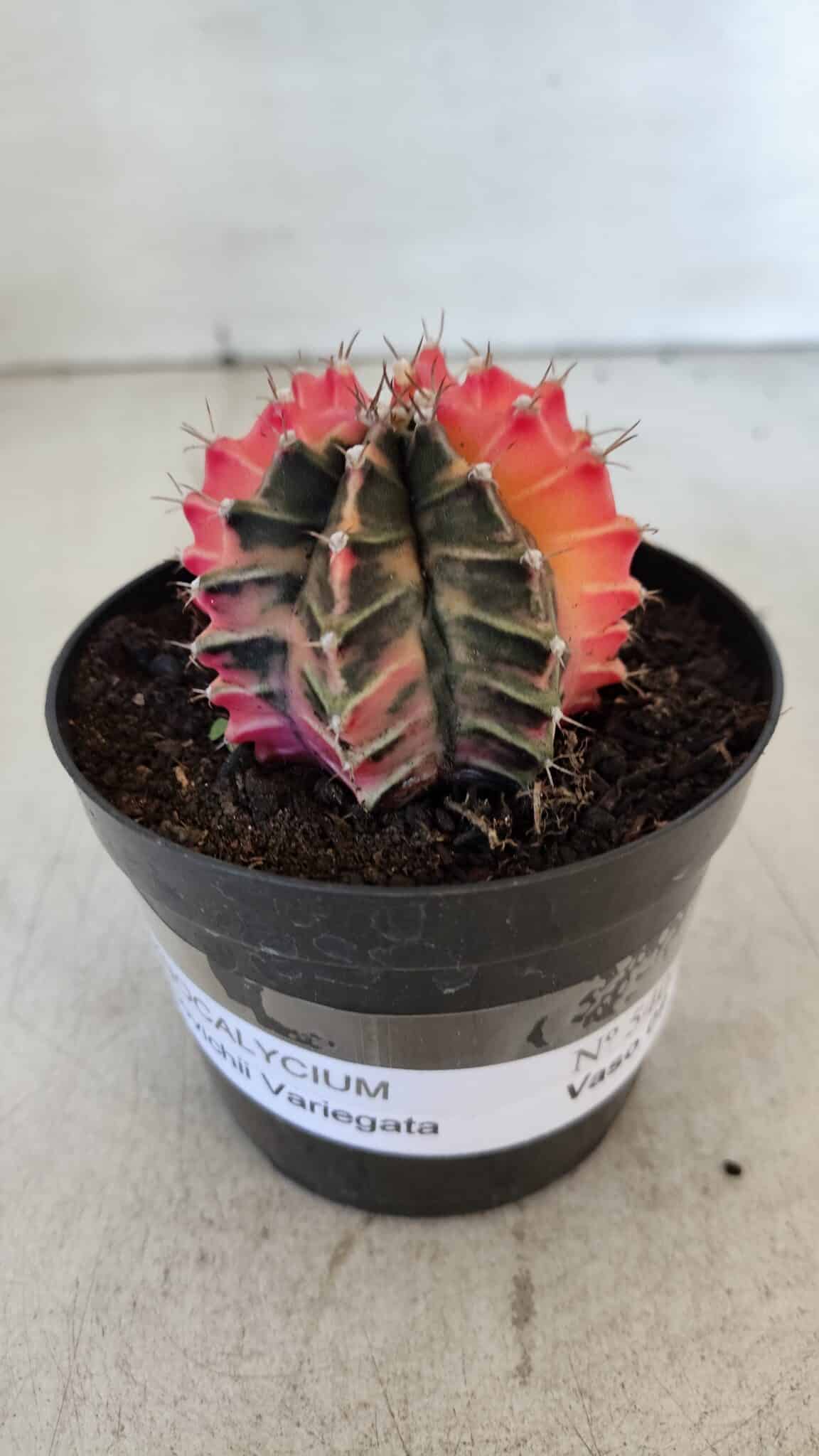 GYMNOCALYCIUM Mihanovichii Variegata Nº 540 – vaso 09