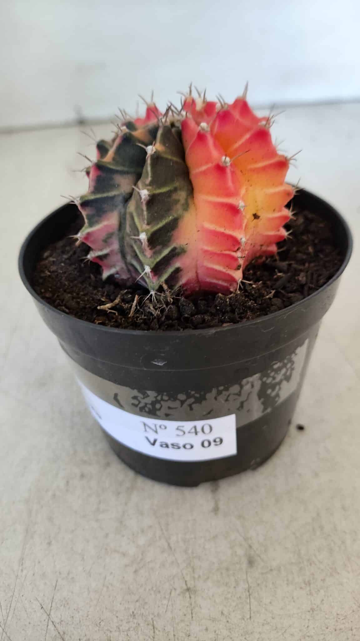 GYMNOCALYCIUM Mihanovichii Variegata Nº 540 – vaso 09
