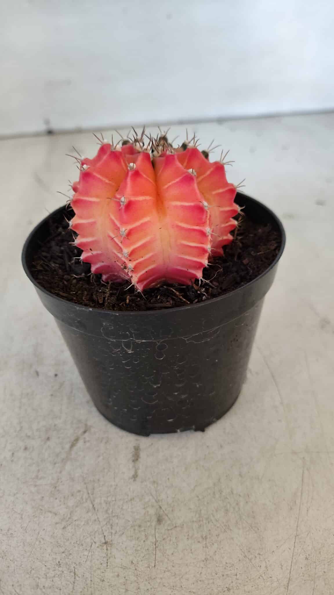 GYMNOCALYCIUM Mihanovichii Variegata Nº 540 – vaso 09