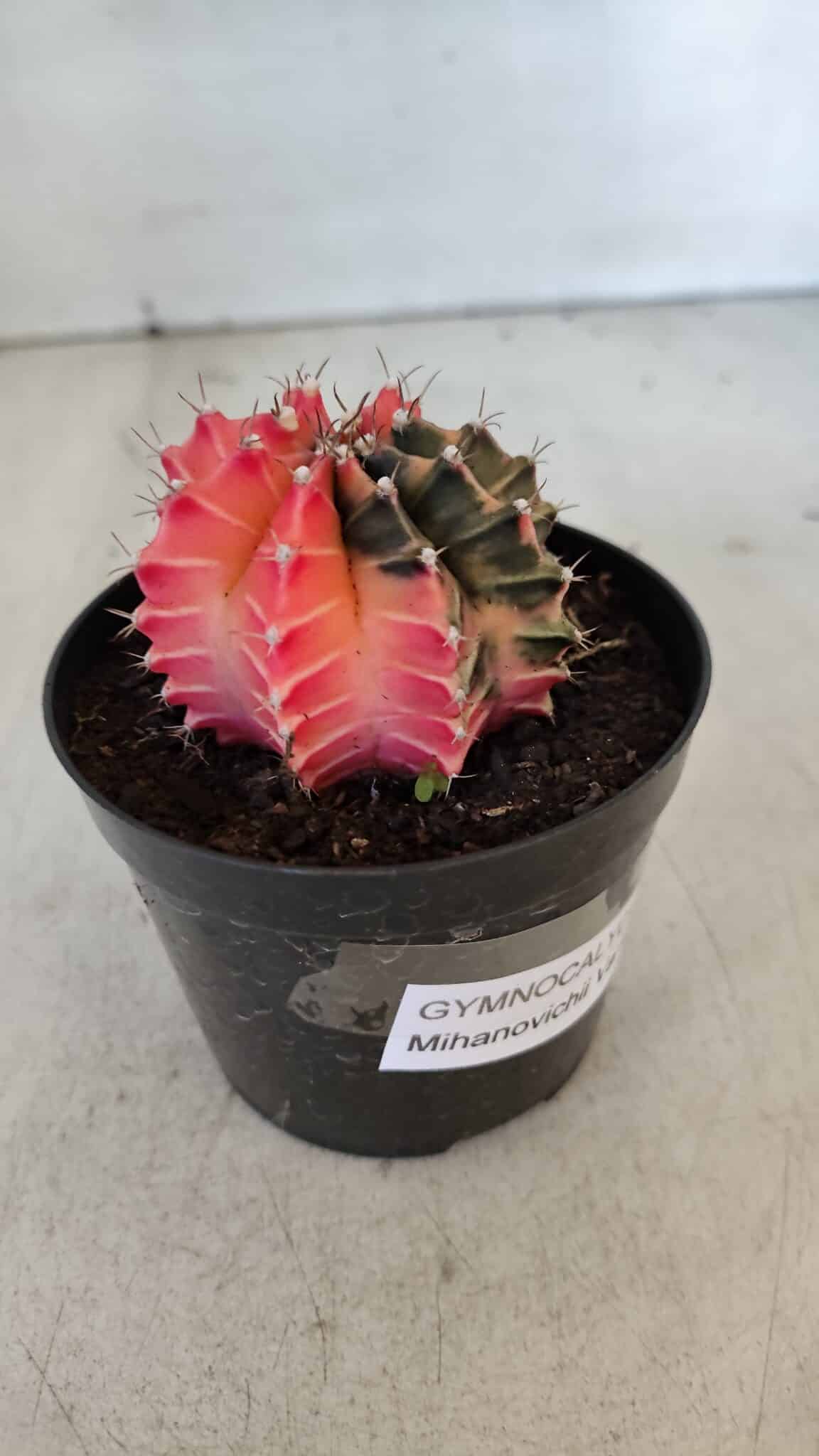 GYMNOCALYCIUM Mihanovichii Variegata Nº 540 – vaso 09