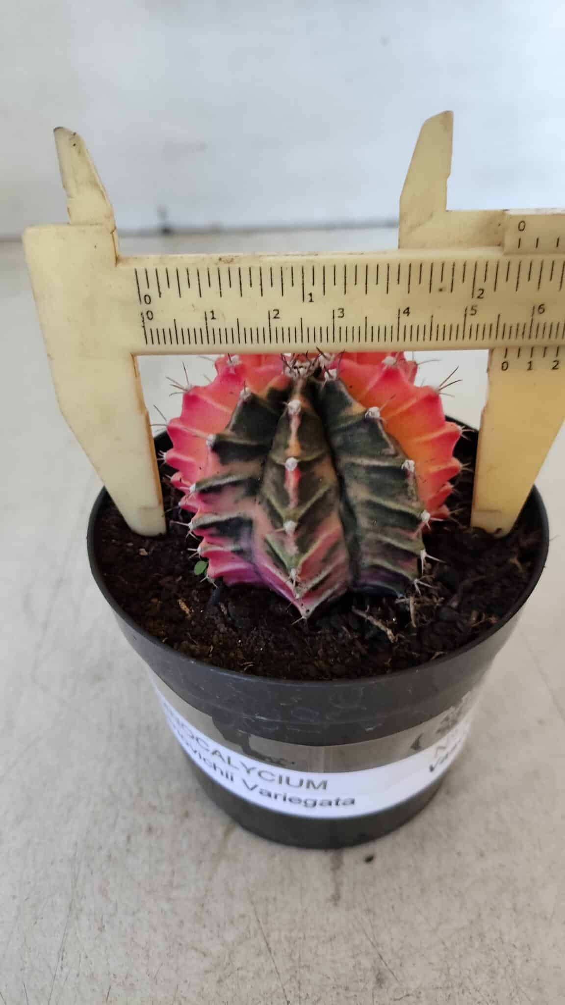 GYMNOCALYCIUM Mihanovichii Variegata Nº 540 – vaso 09