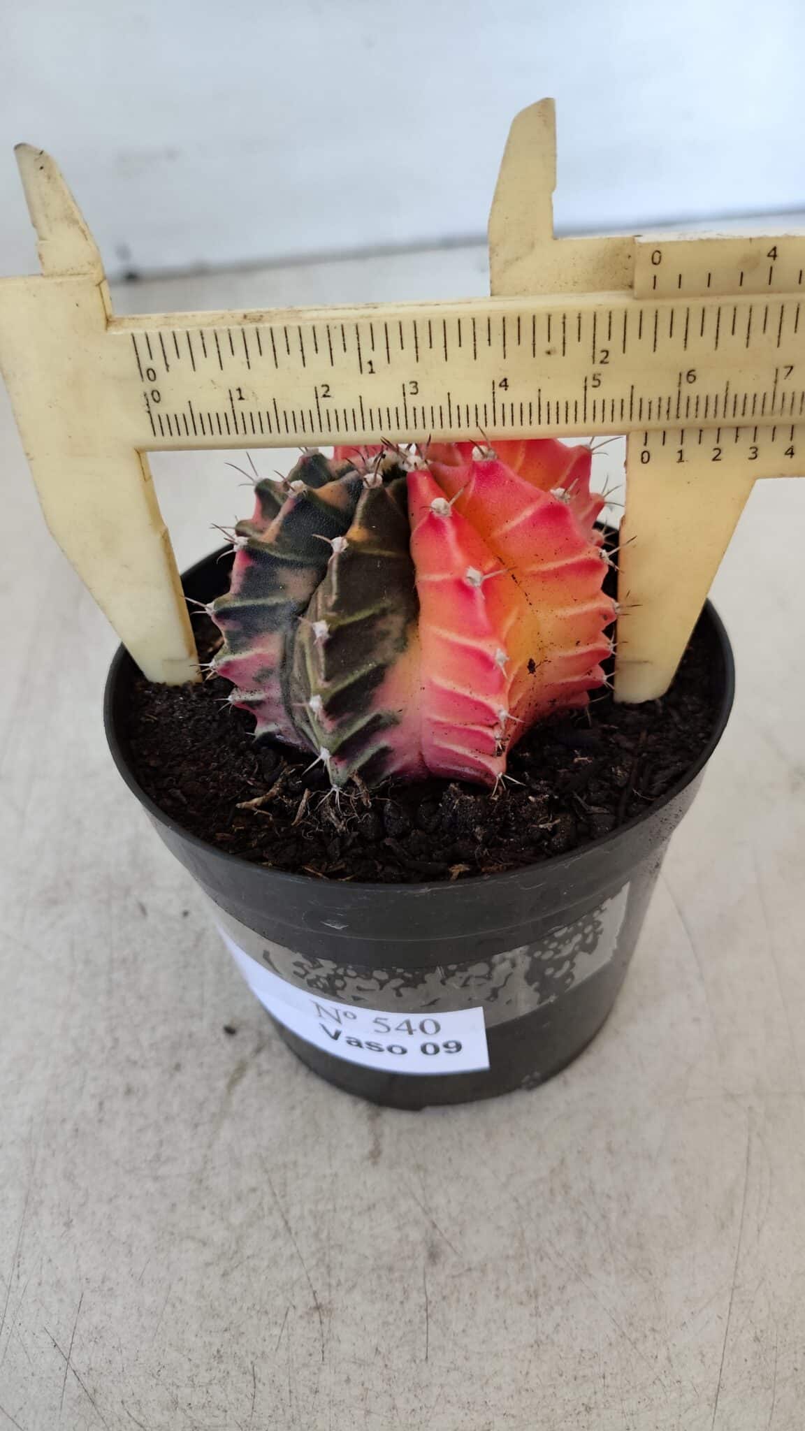 GYMNOCALYCIUM Mihanovichii Variegata Nº 540 – vaso 09