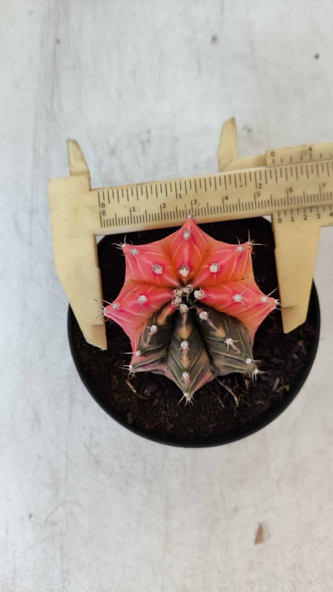 GYMNOCALYCIUM Mihanovichii Variegata Nº 540 – vaso 09