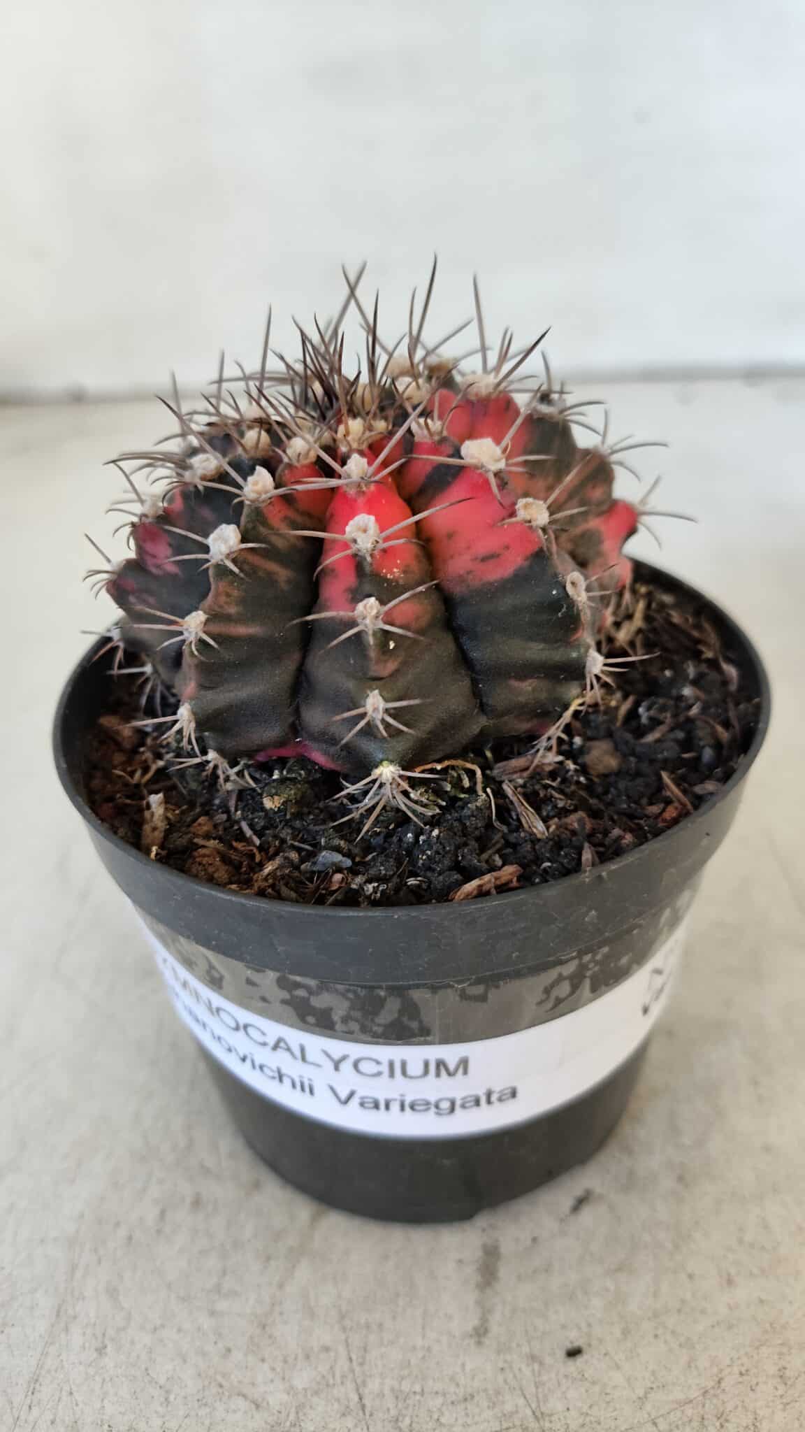 GYMNOCALYCIUM Mihanovichii Variegata Nº 541 – vaso 09