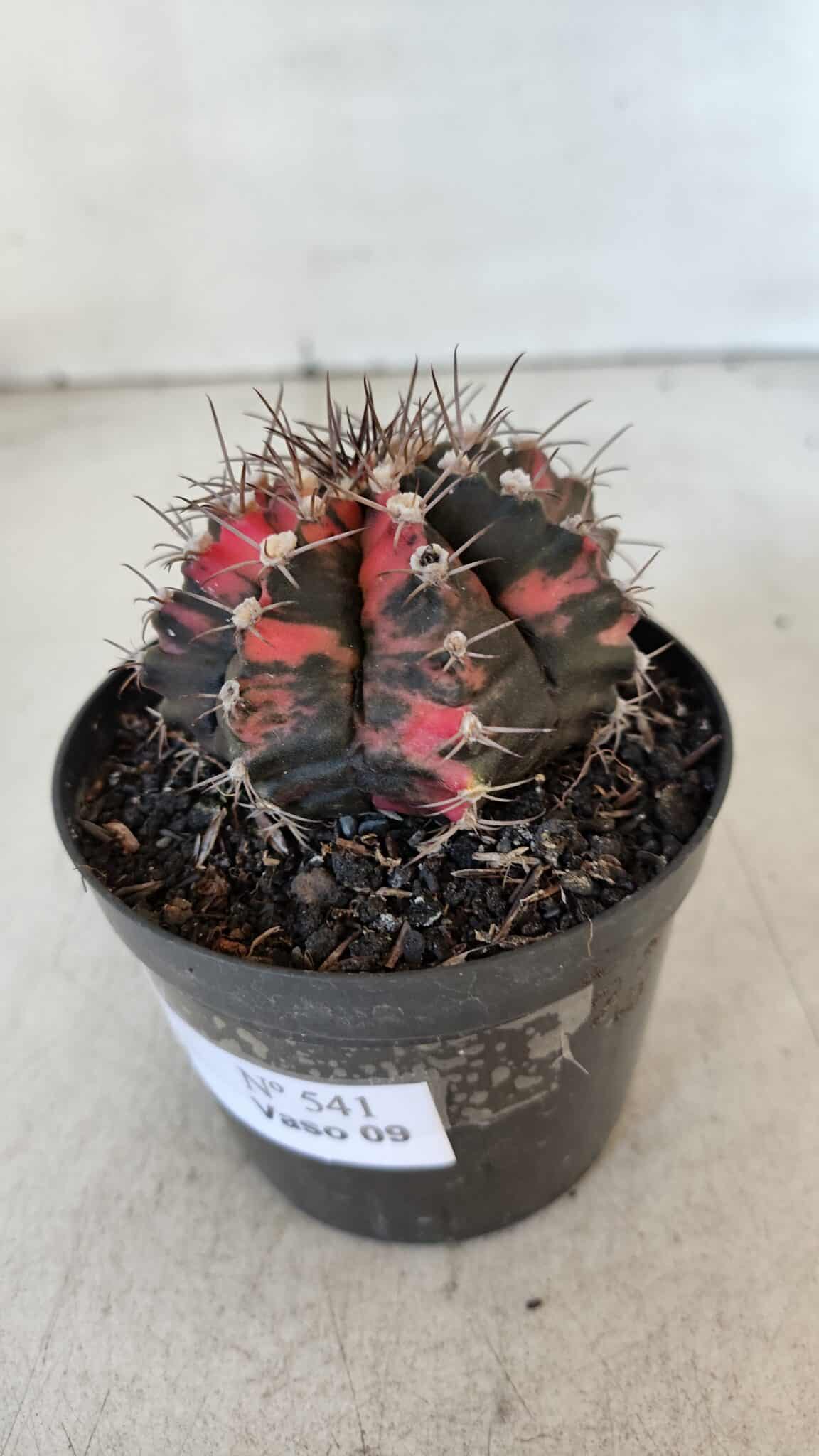GYMNOCALYCIUM Mihanovichii Variegata Nº 541 – vaso 09