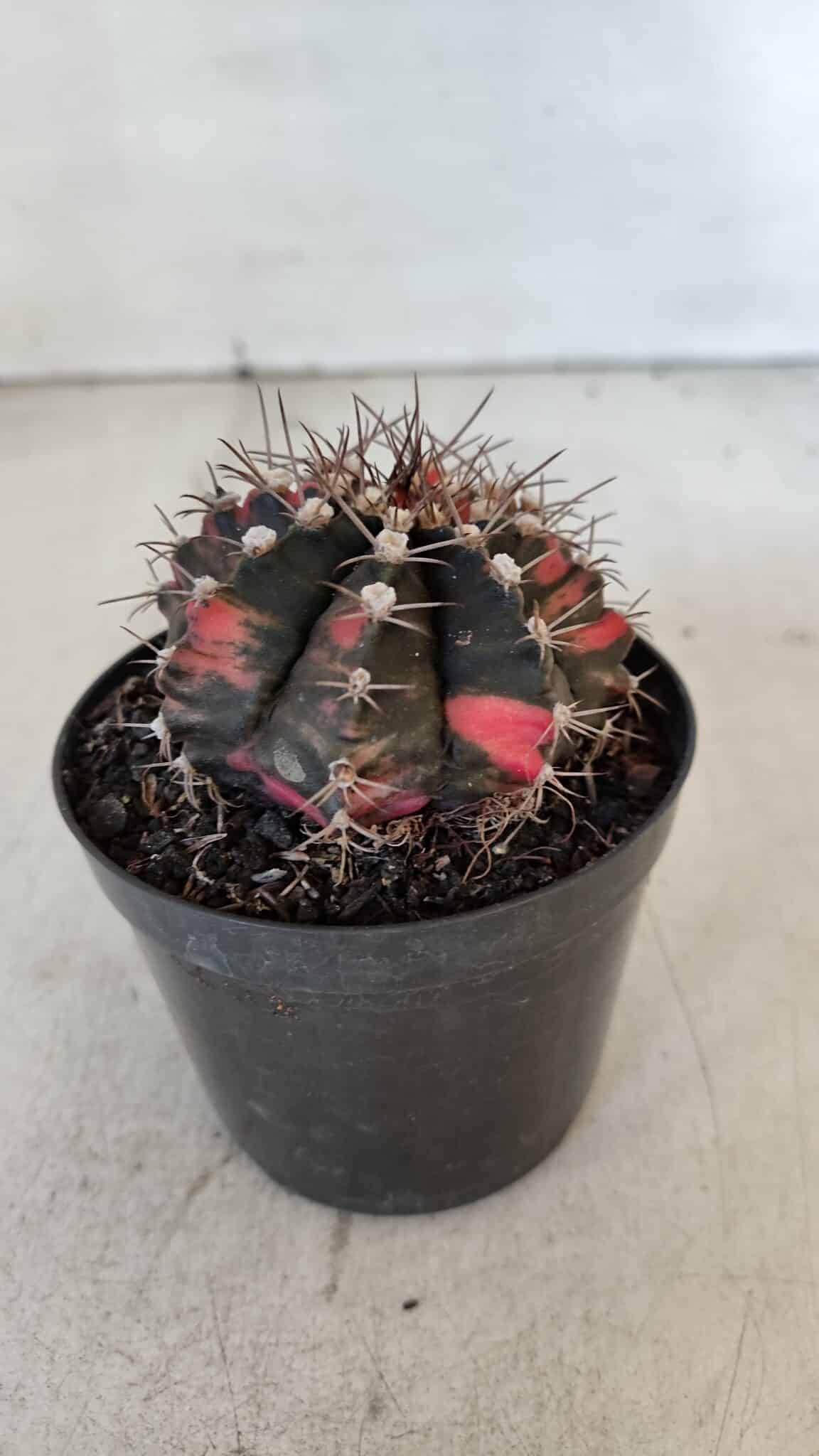 GYMNOCALYCIUM Mihanovichii Variegata Nº 541 – vaso 09