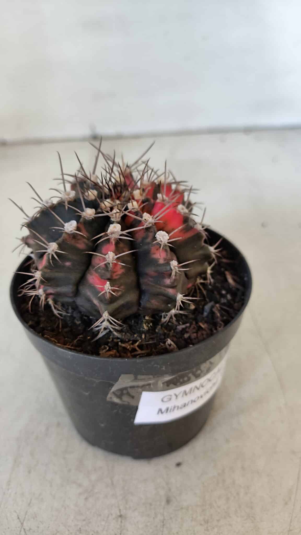 GYMNOCALYCIUM Mihanovichii Variegata Nº 541 – vaso 09