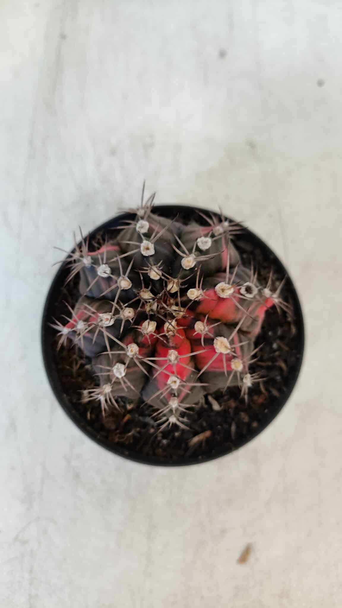GYMNOCALYCIUM Mihanovichii Variegata Nº 541 – vaso 09