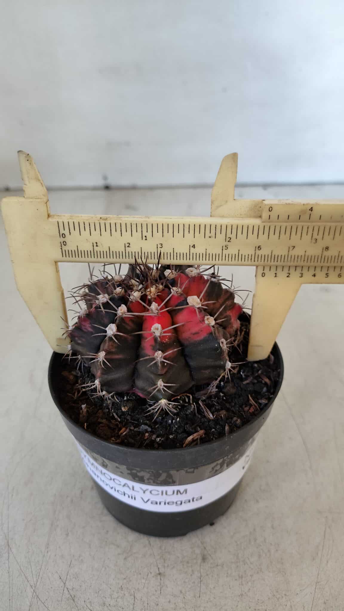 GYMNOCALYCIUM Mihanovichii Variegata Nº 541 – vaso 09