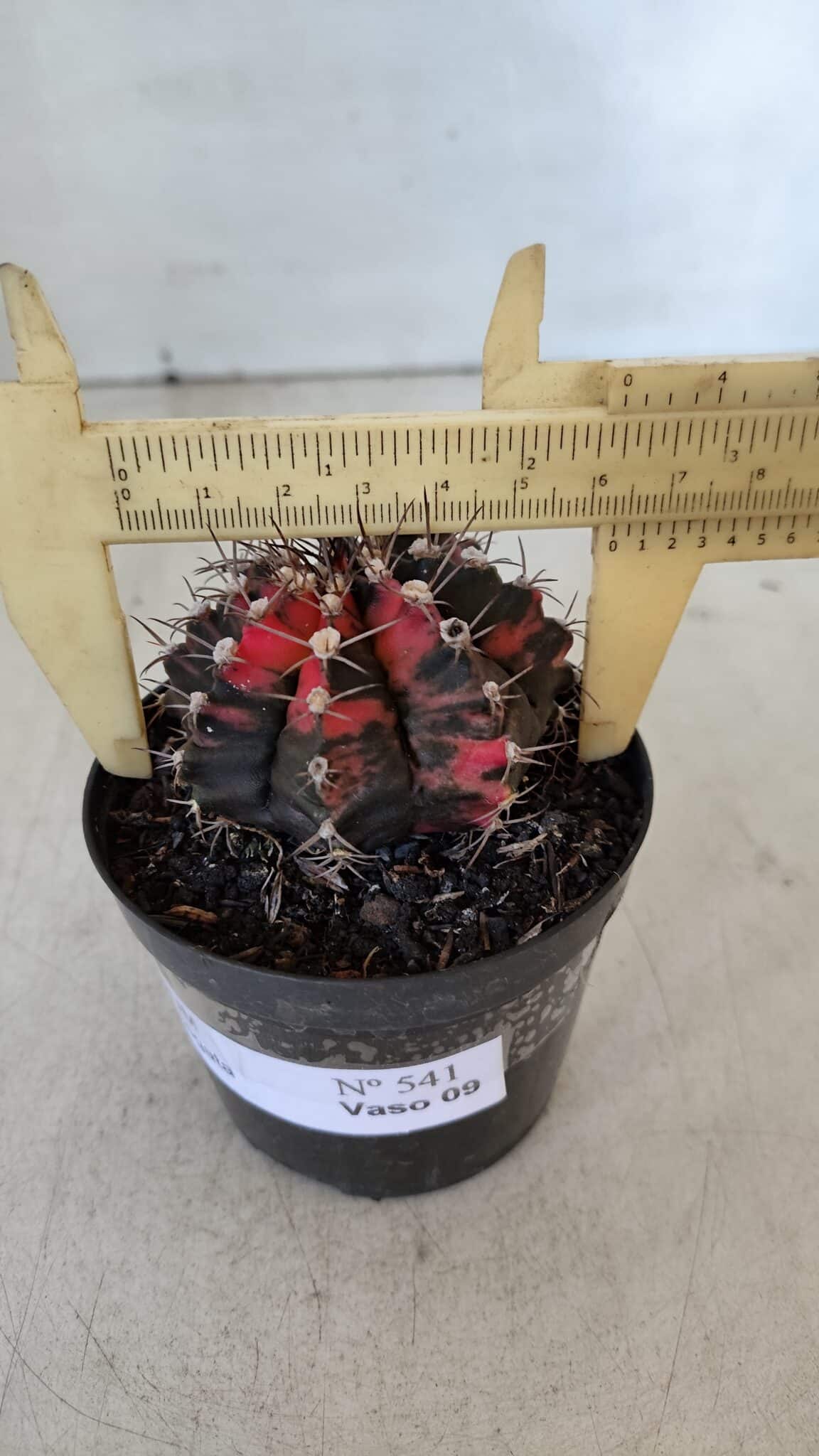 GYMNOCALYCIUM Mihanovichii Variegata Nº 541 – vaso 09