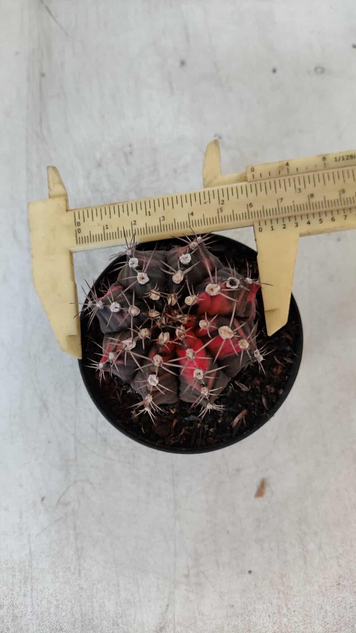 GYMNOCALYCIUM Mihanovichii Variegata Nº 541 – vaso 09
