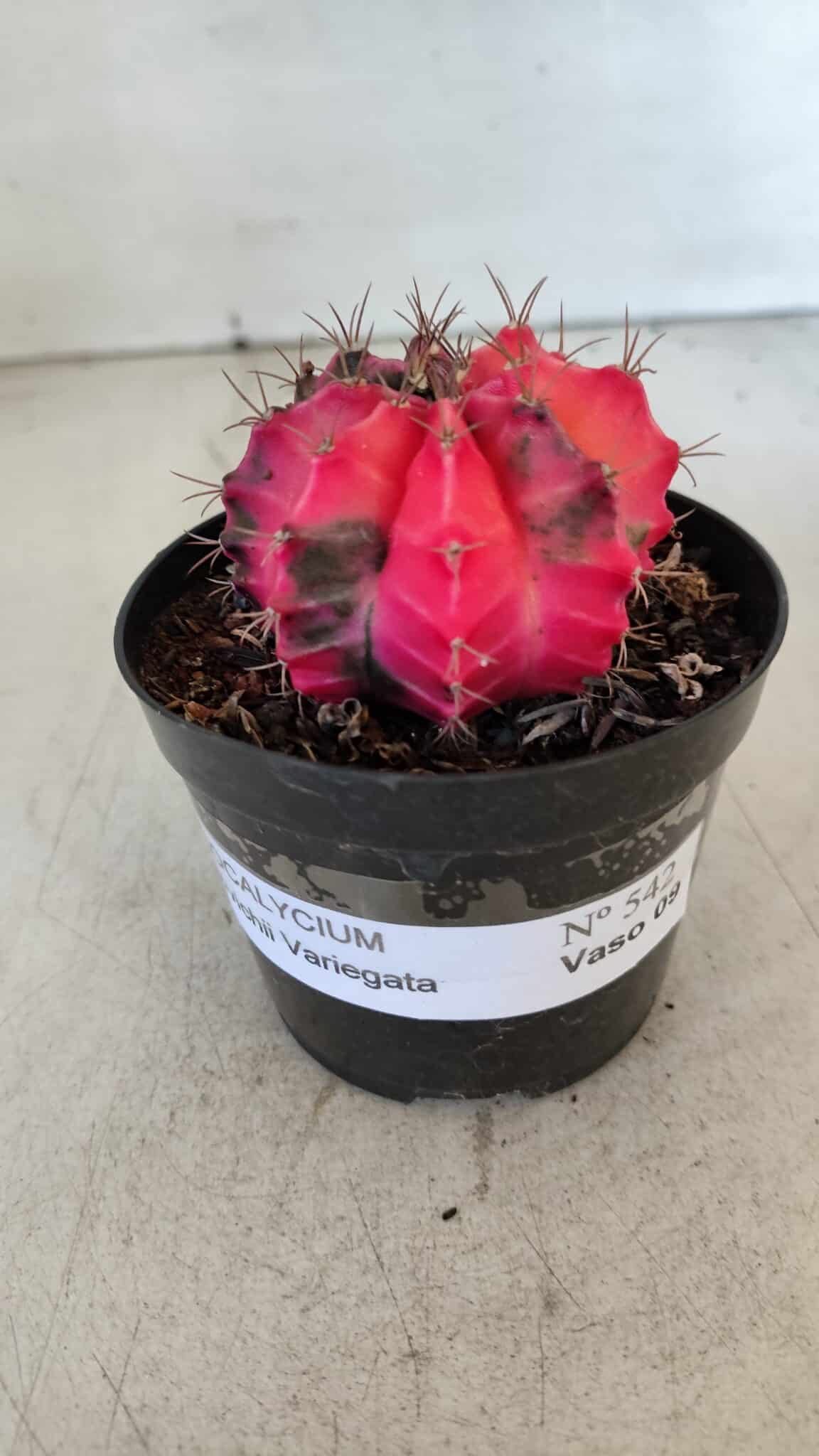 GYMNOCALYCIUM Mihanovichii Variegata Nº 542 – vaso 09