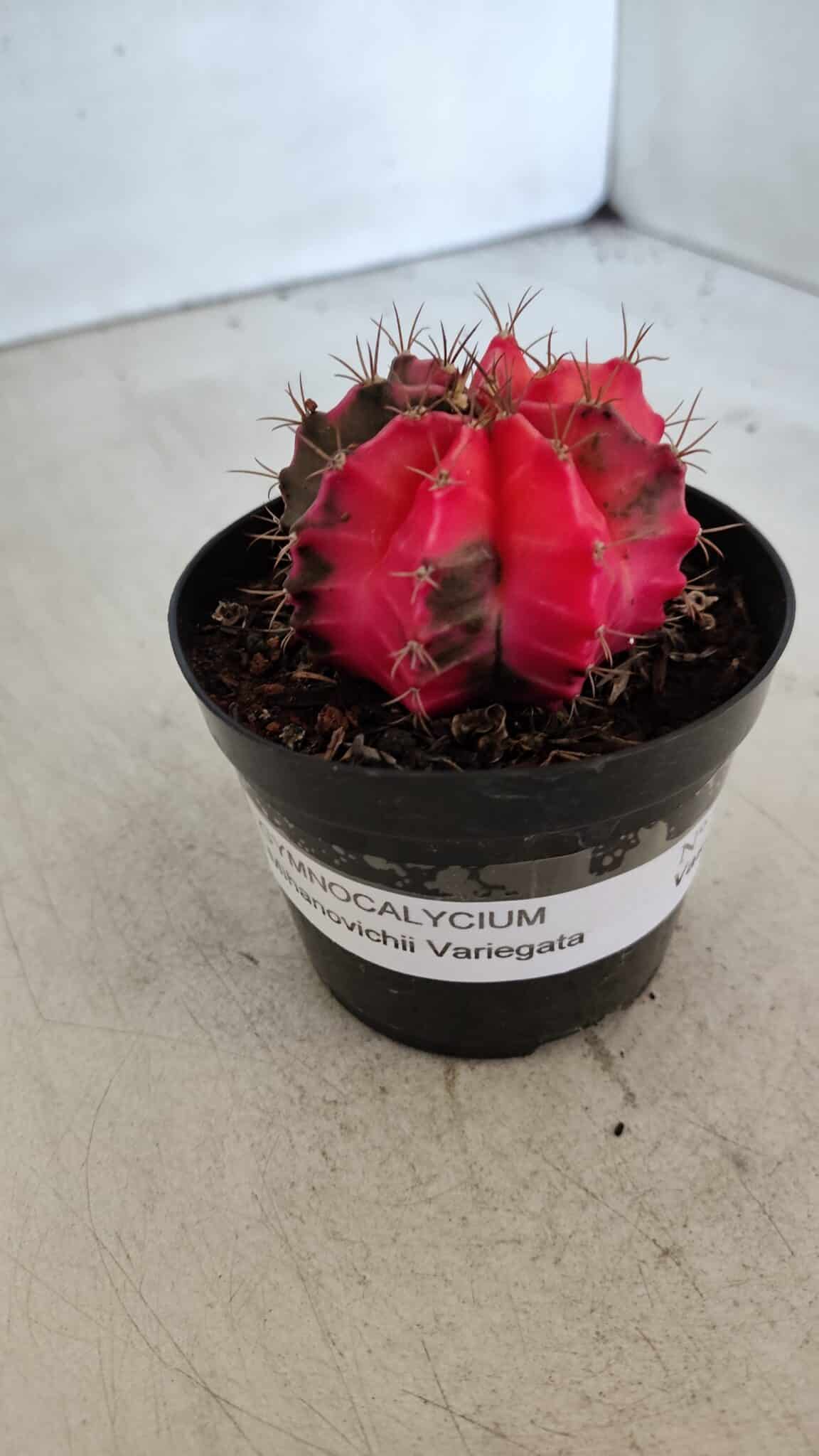 GYMNOCALYCIUM Mihanovichii Variegata Nº 542 – vaso 09