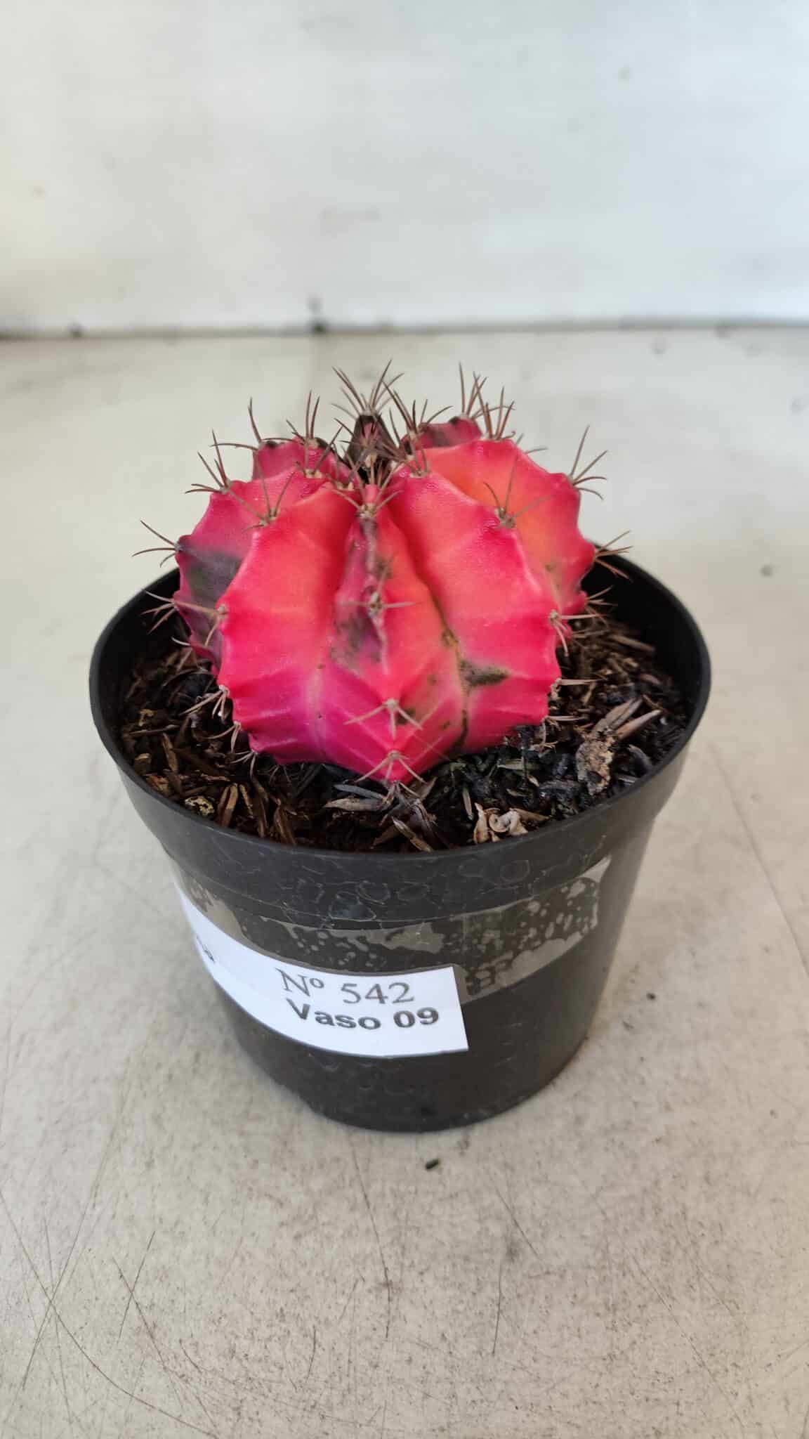 GYMNOCALYCIUM Mihanovichii Variegata Nº 542 – vaso 09