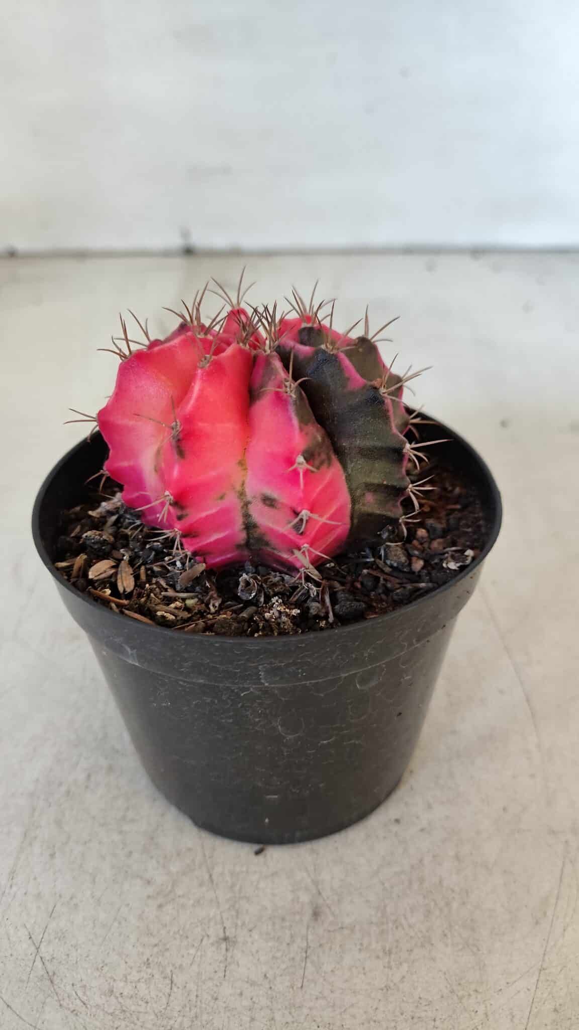 GYMNOCALYCIUM Mihanovichii Variegata Nº 542 – vaso 09