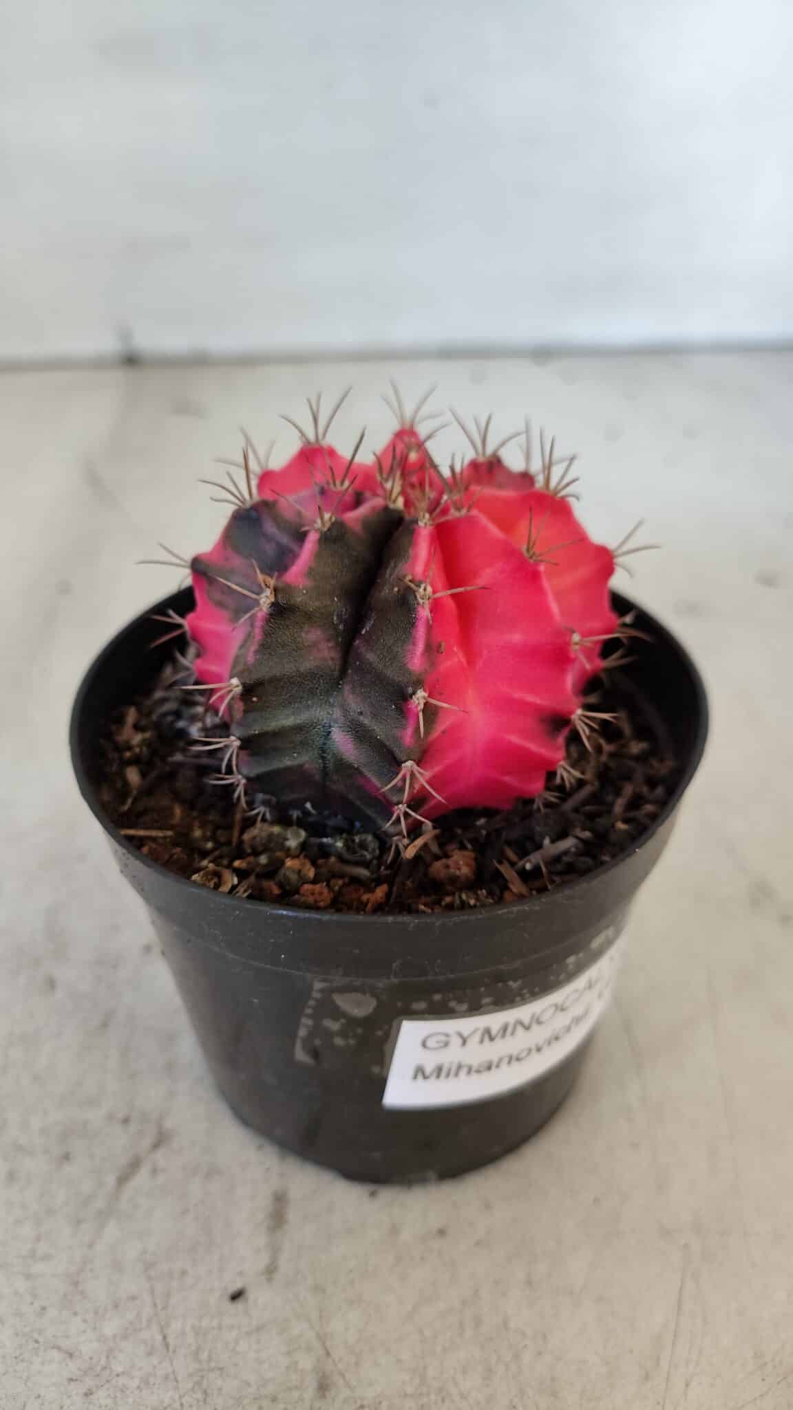 GYMNOCALYCIUM Mihanovichii Variegata Nº 542 – vaso 09