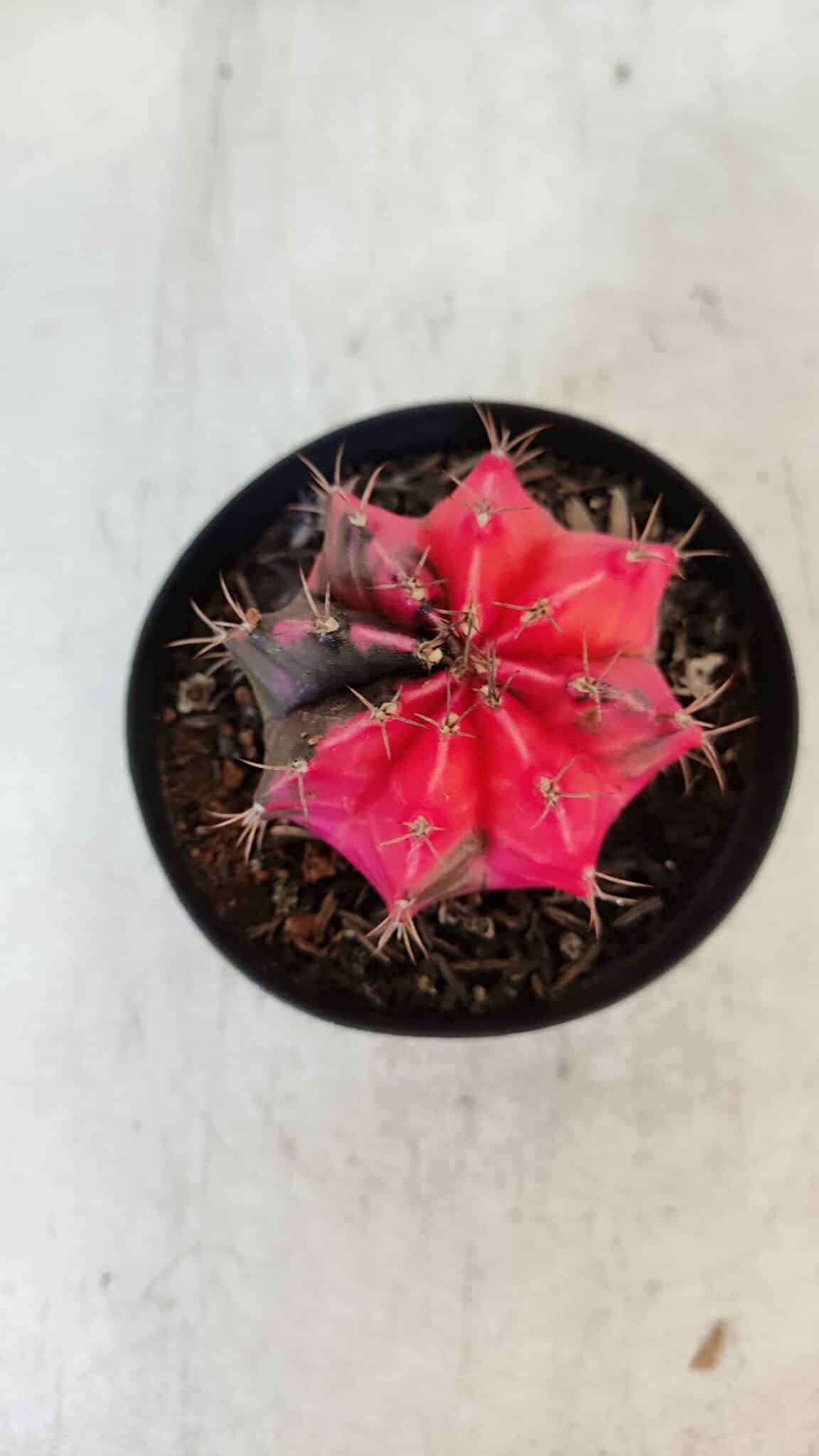 GYMNOCALYCIUM Mihanovichii Variegata Nº 542 – vaso 09