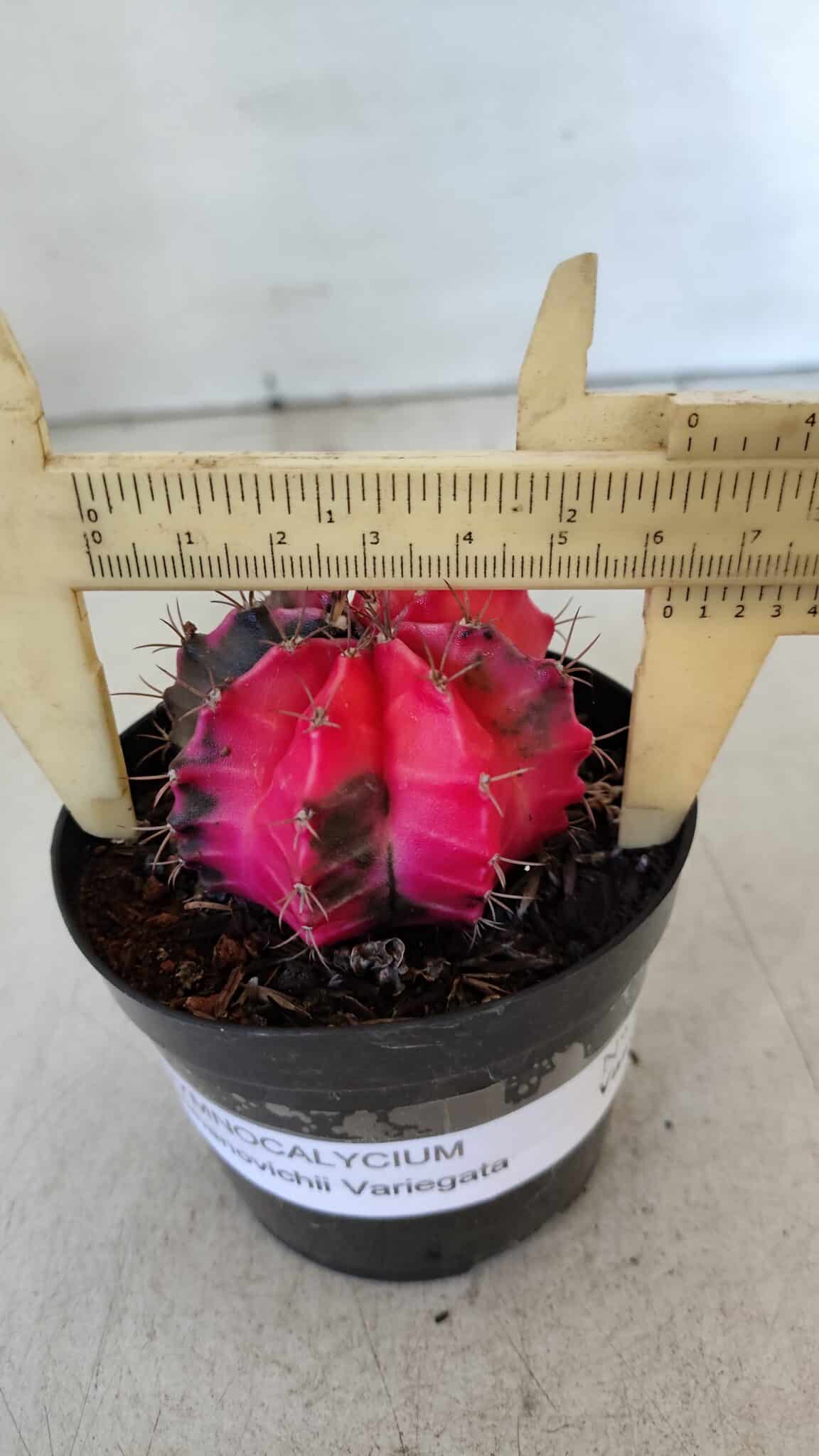 GYMNOCALYCIUM Mihanovichii Variegata Nº 542 – vaso 09