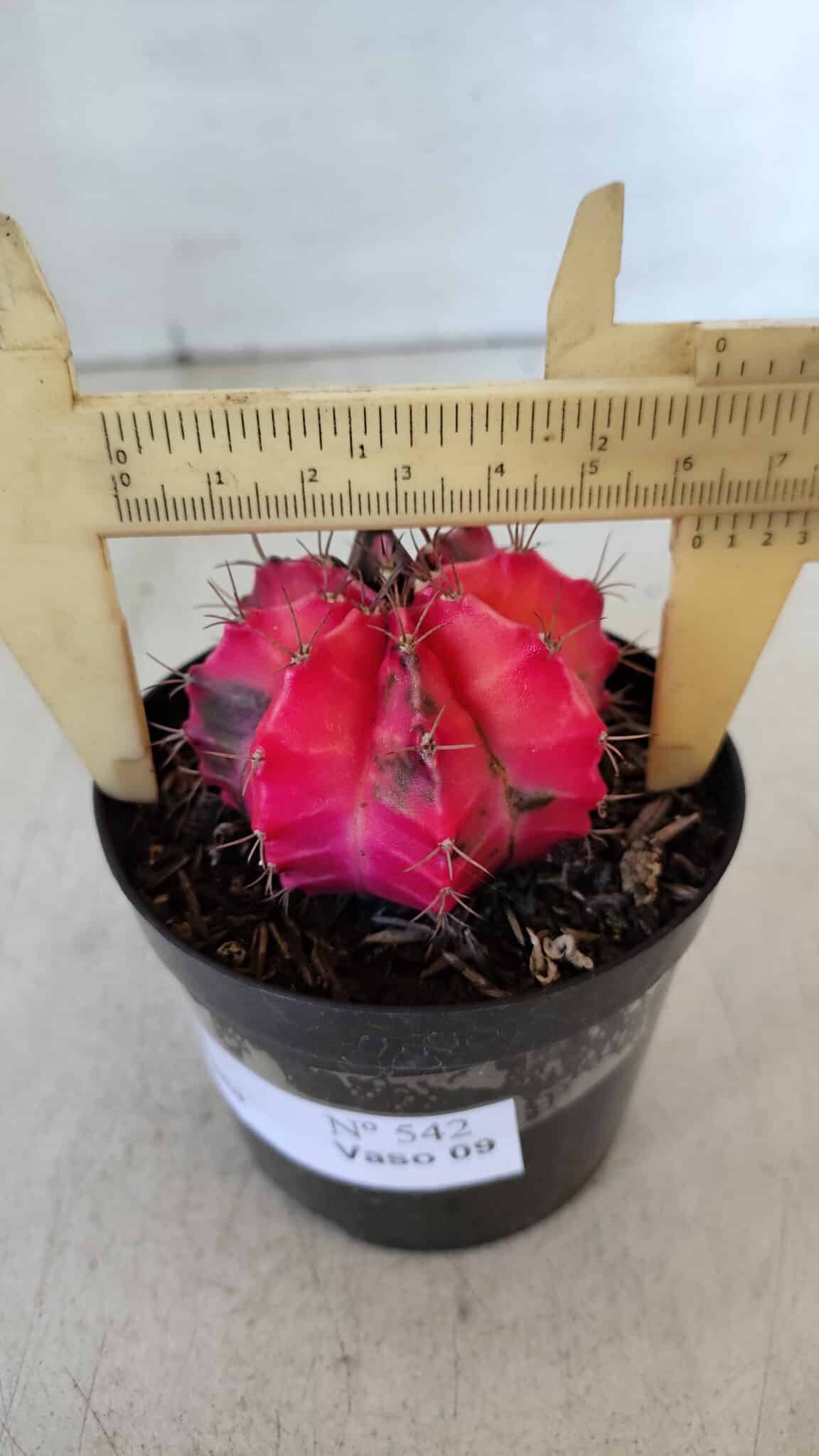 GYMNOCALYCIUM Mihanovichii Variegata Nº 542 – vaso 09