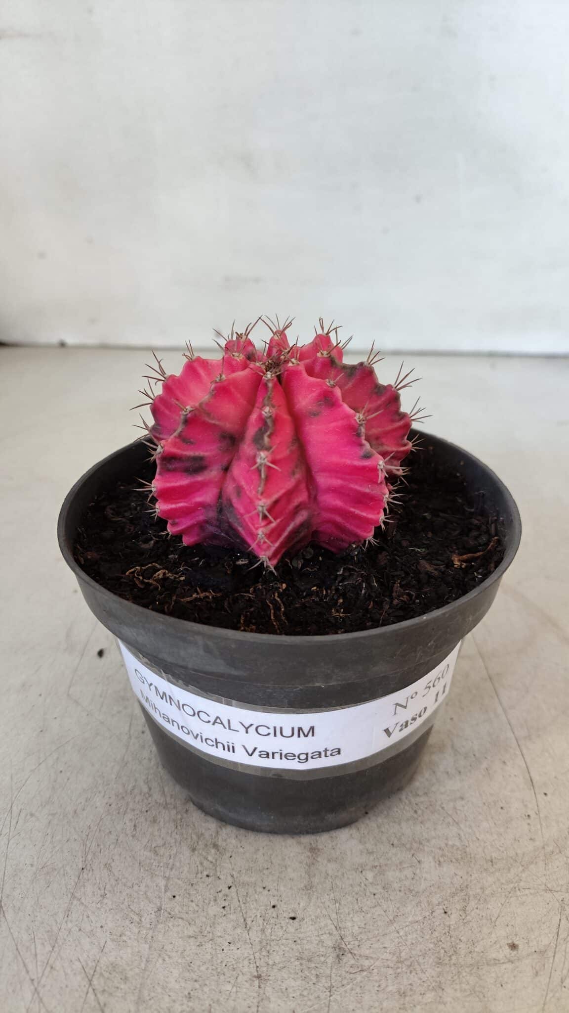 GYMNOCALYCIUM Mihanovichii Variegata Nº 560 – vaso 11