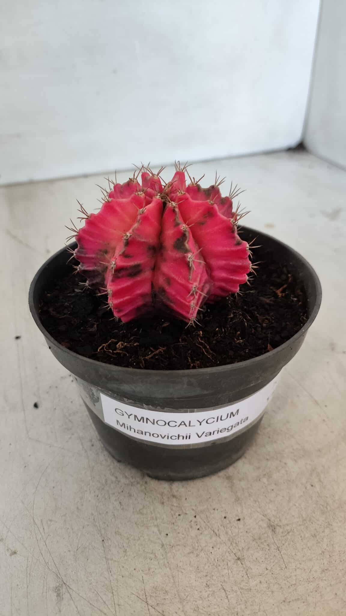 GYMNOCALYCIUM Mihanovichii Variegata Nº 560 – vaso 11