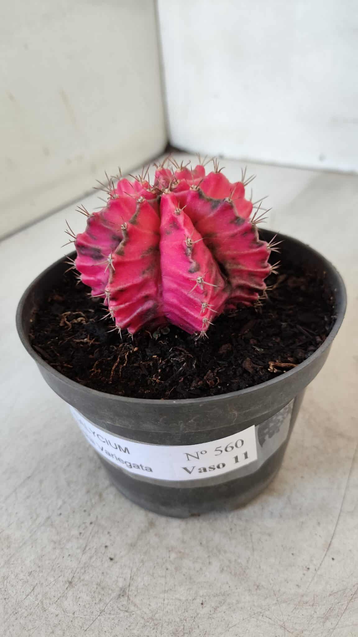 GYMNOCALYCIUM Mihanovichii Variegata Nº 560 – vaso 11