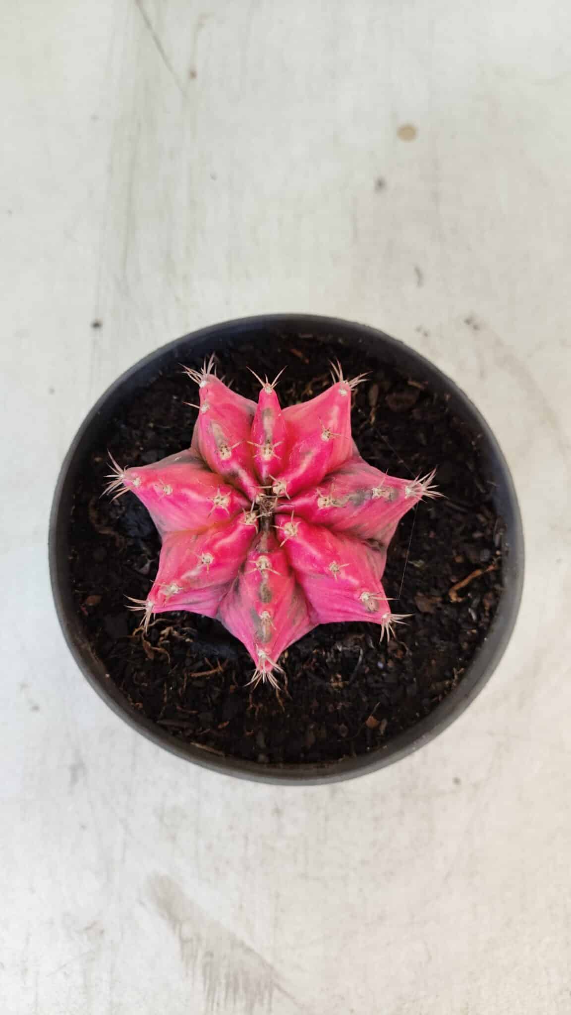 GYMNOCALYCIUM Mihanovichii Variegata Nº 560 – vaso 11