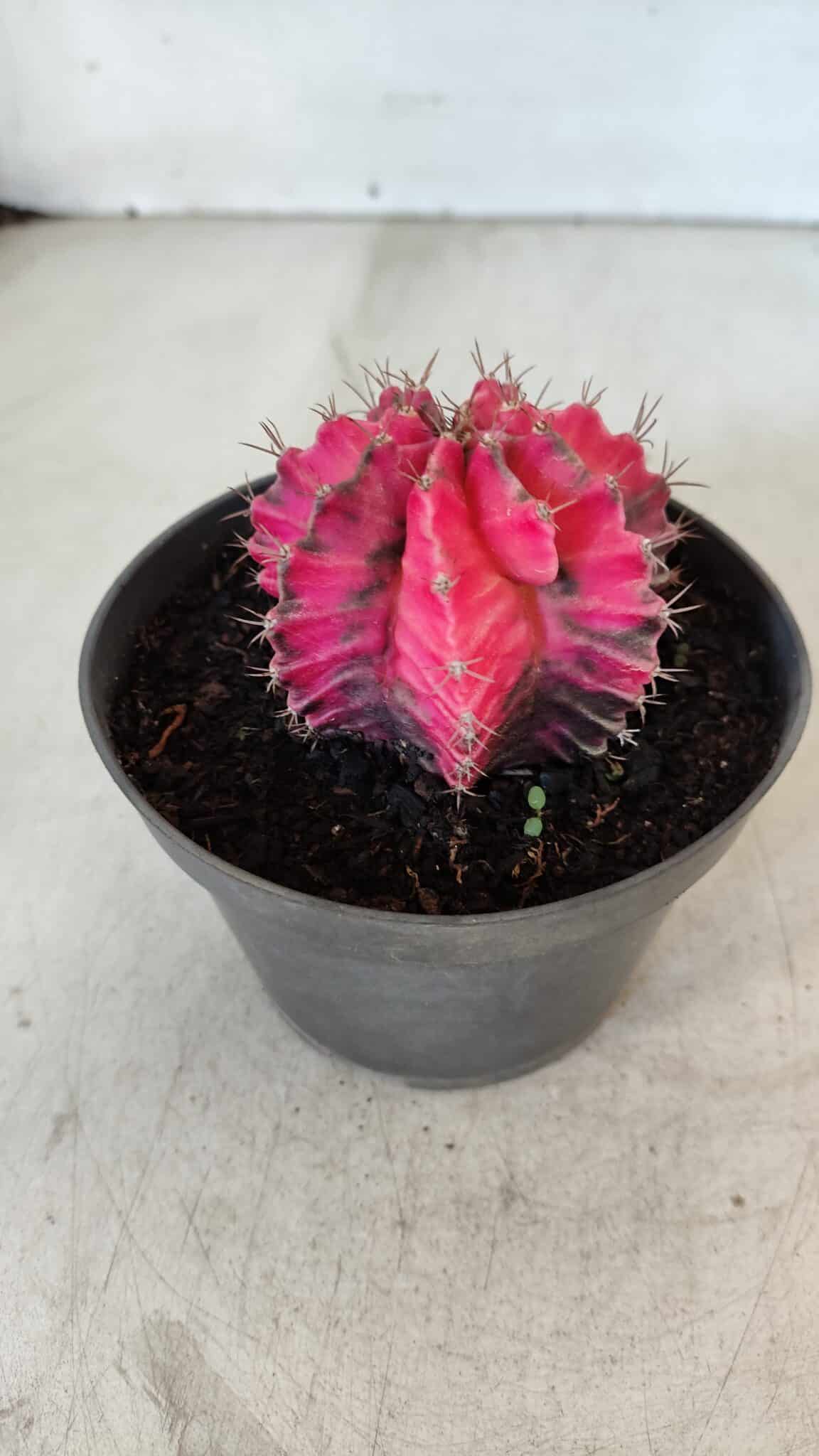 GYMNOCALYCIUM Mihanovichii Variegata Nº 560 – vaso 11