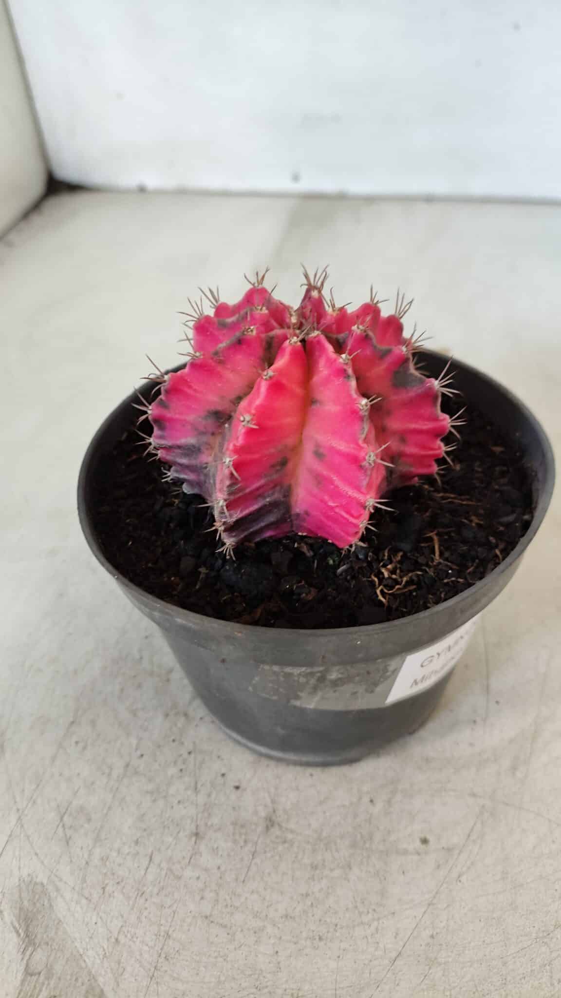 GYMNOCALYCIUM Mihanovichii Variegata Nº 560 – vaso 11