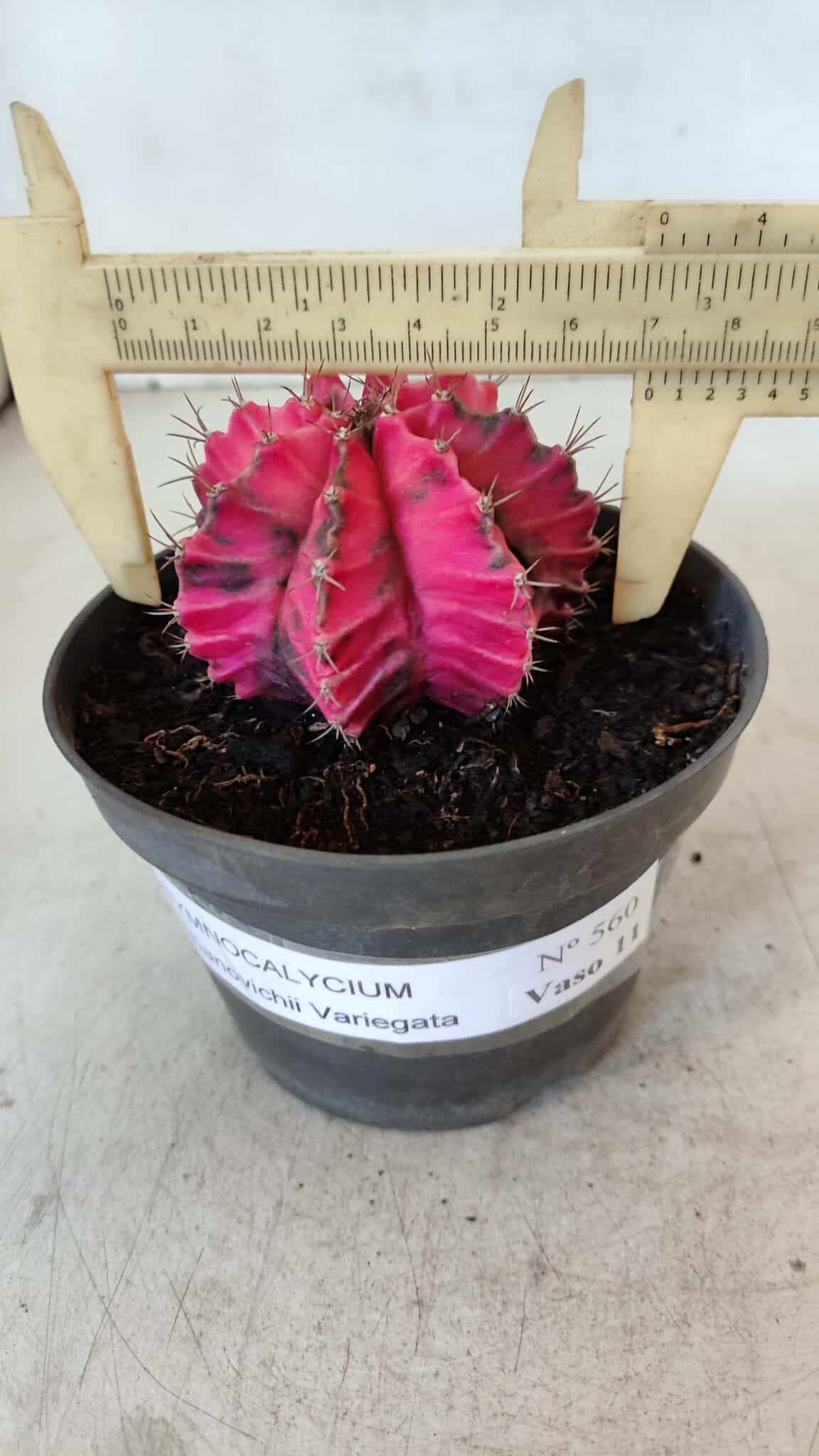GYMNOCALYCIUM Mihanovichii Variegata Nº 560 – vaso 11