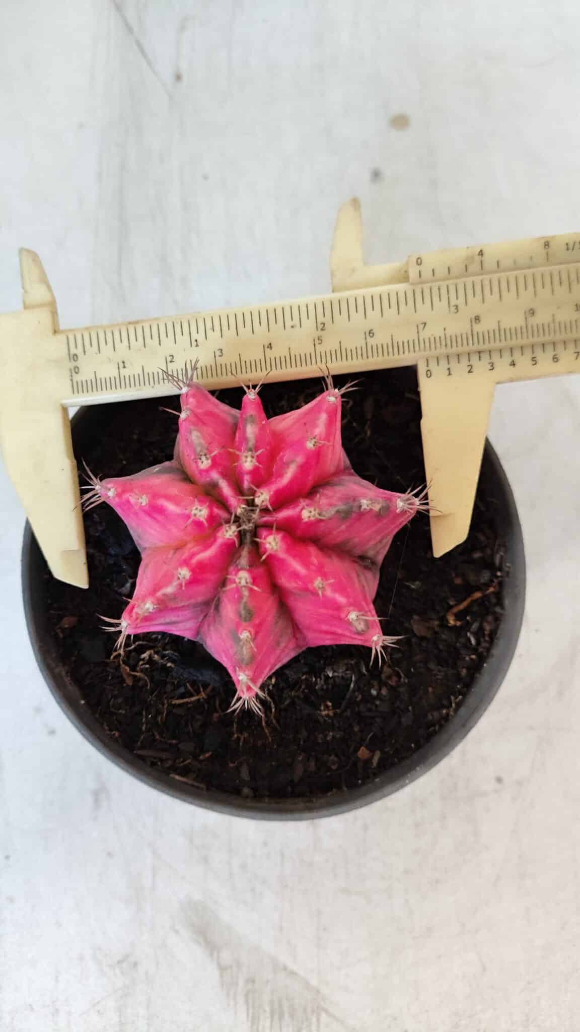 GYMNOCALYCIUM Mihanovichii Variegata Nº 560 – vaso 11