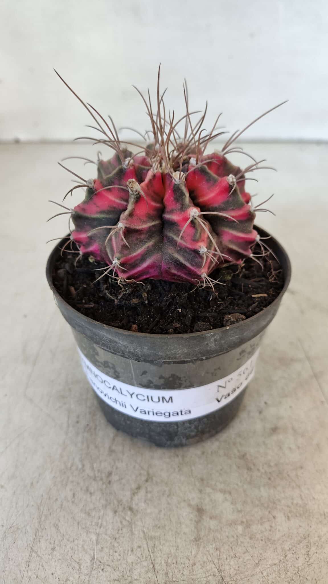 GYMNOCALYCIUM Mihanovichii Variegata Nº 561 – vaso 09