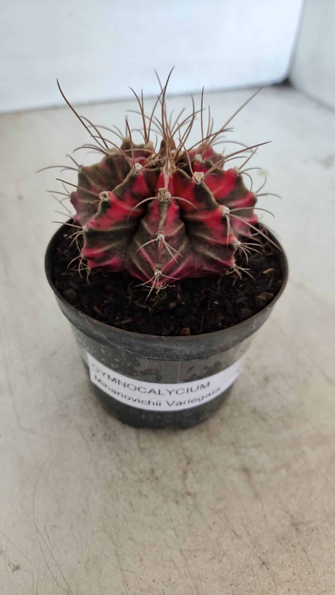 GYMNOCALYCIUM Mihanovichii Variegata Nº 561 – vaso 09