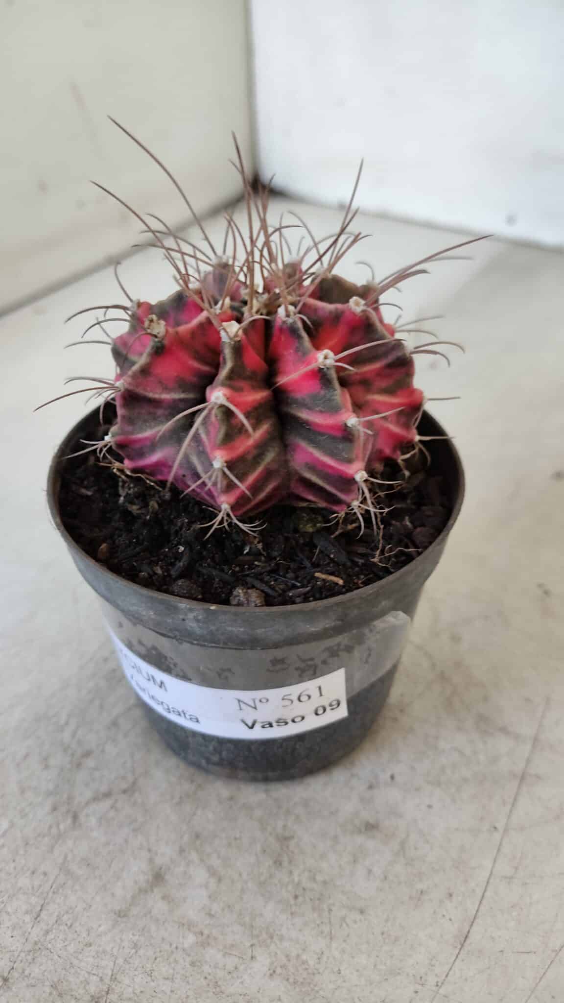 GYMNOCALYCIUM Mihanovichii Variegata Nº 561 – vaso 09