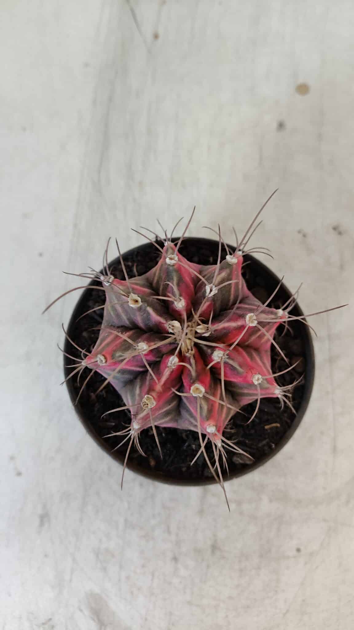 GYMNOCALYCIUM Mihanovichii Variegata Nº 561 – vaso 09