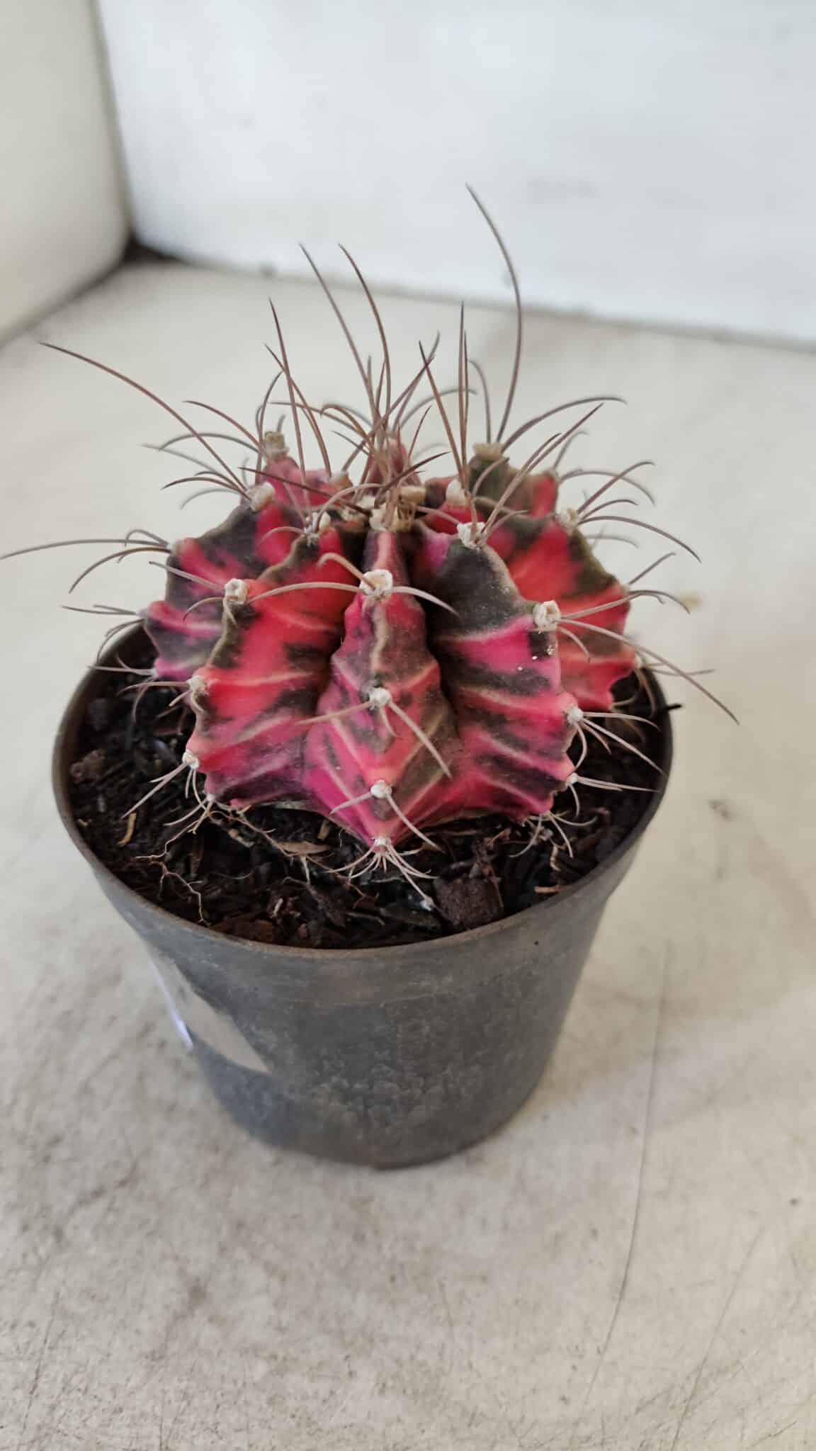 GYMNOCALYCIUM Mihanovichii Variegata Nº 561 – vaso 09