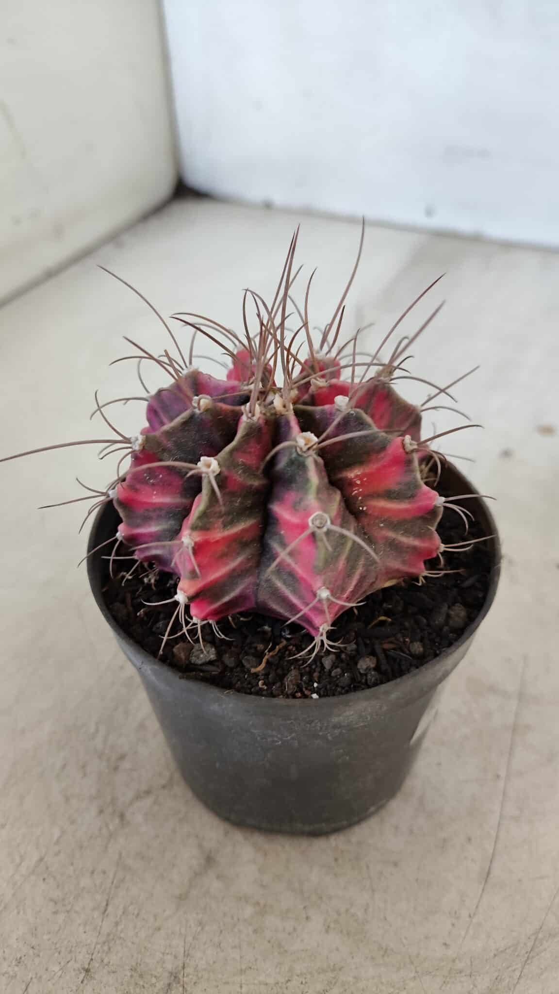 GYMNOCALYCIUM Mihanovichii Variegata Nº 561 – vaso 09