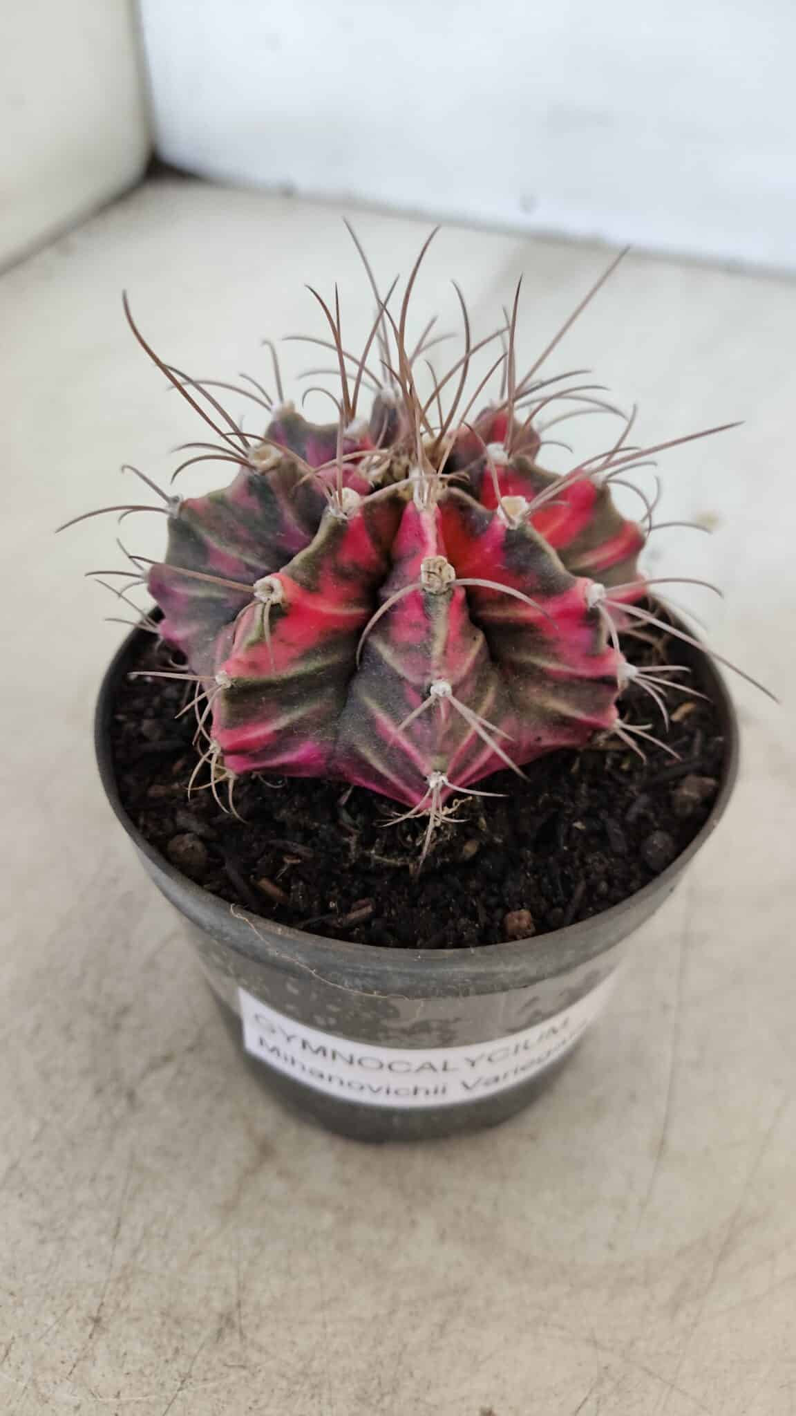 GYMNOCALYCIUM Mihanovichii Variegata Nº 561 – vaso 09