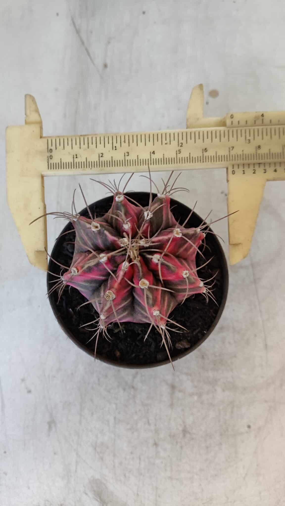 GYMNOCALYCIUM Mihanovichii Variegata Nº 561 – vaso 09