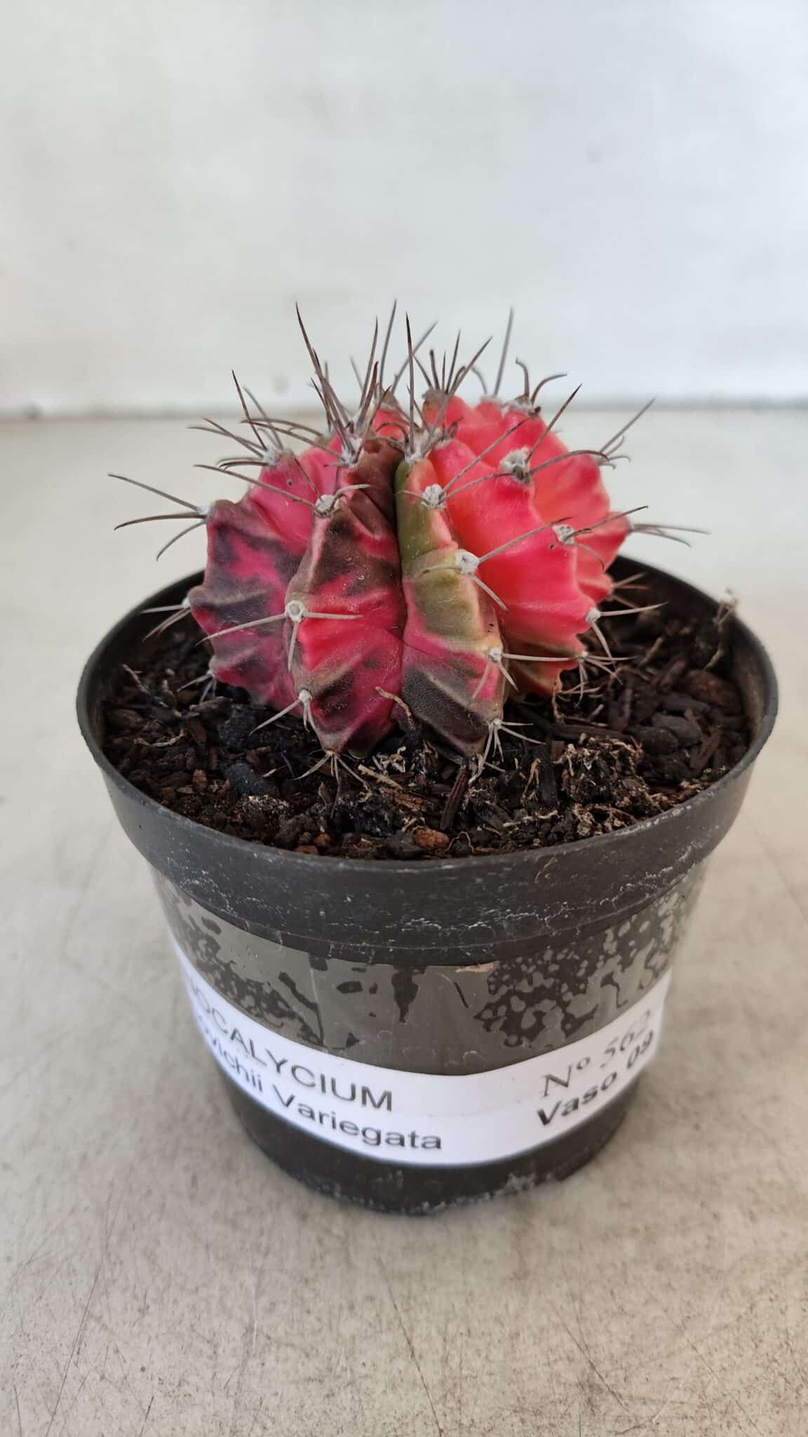 GYMNOCALYCIUM Mihanovichii Variegata Nº 562 – vaso 09
