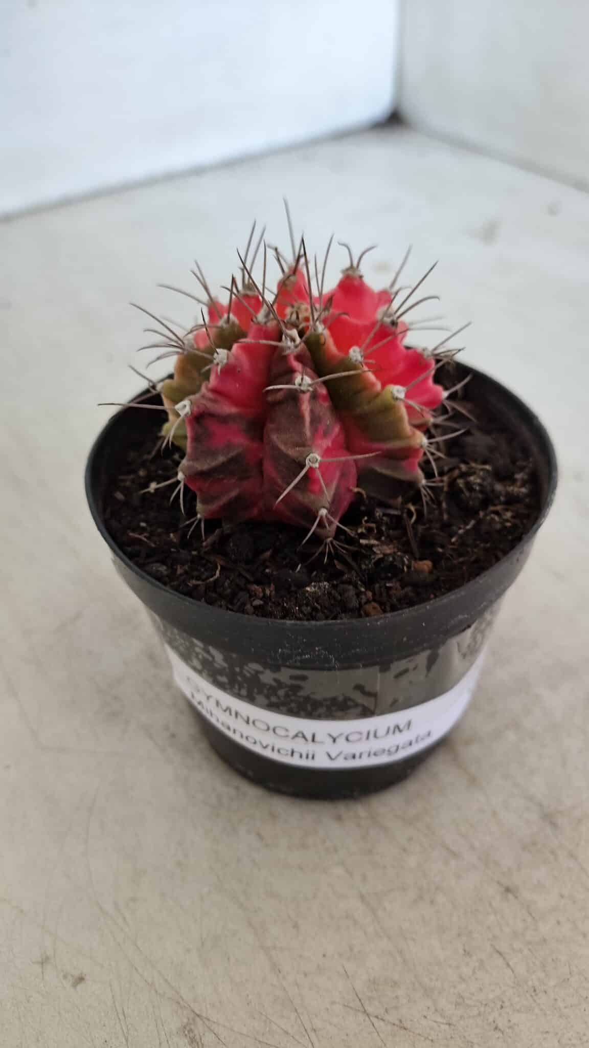 GYMNOCALYCIUM Mihanovichii Variegata Nº 562 – vaso 09