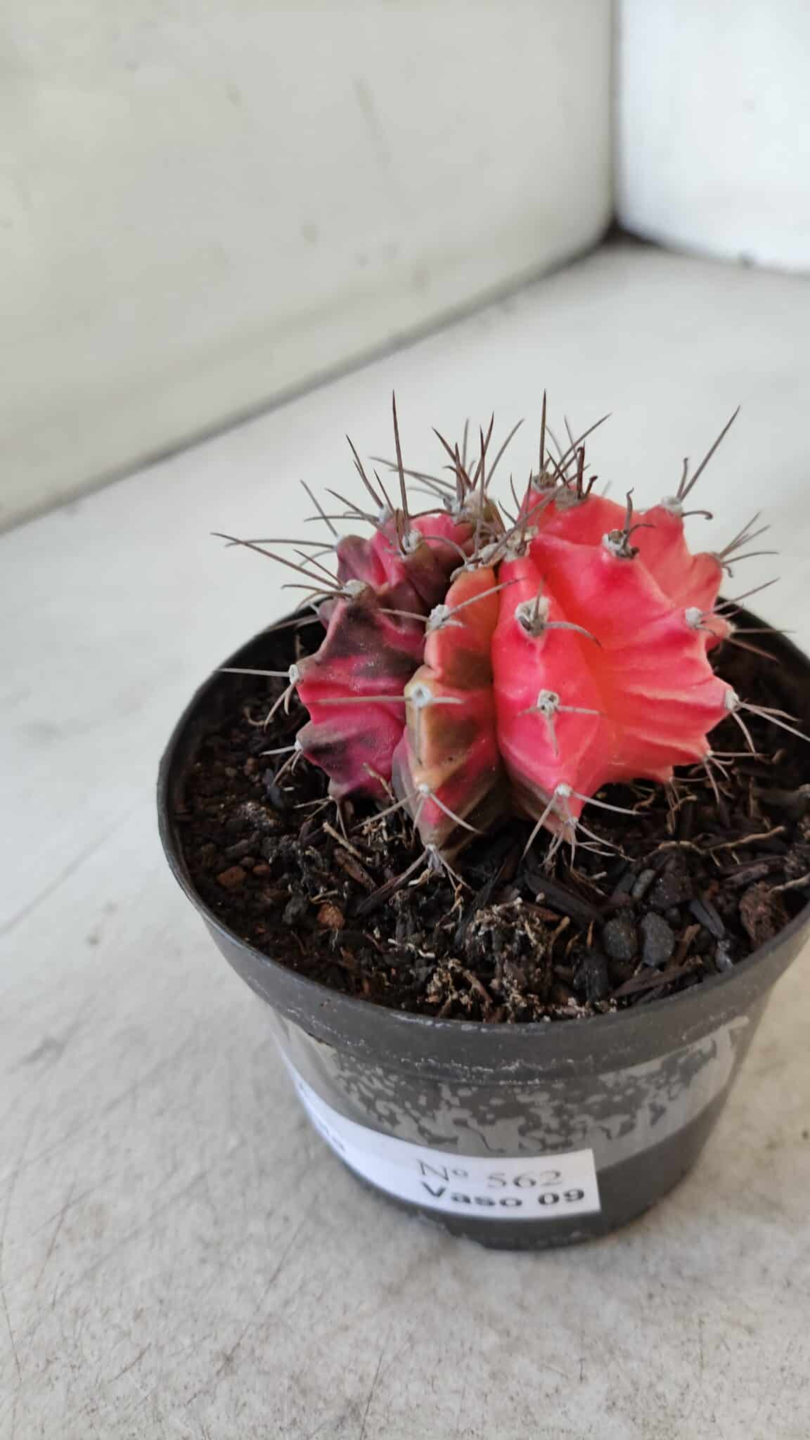 GYMNOCALYCIUM Mihanovichii Variegata Nº 562 – vaso 09