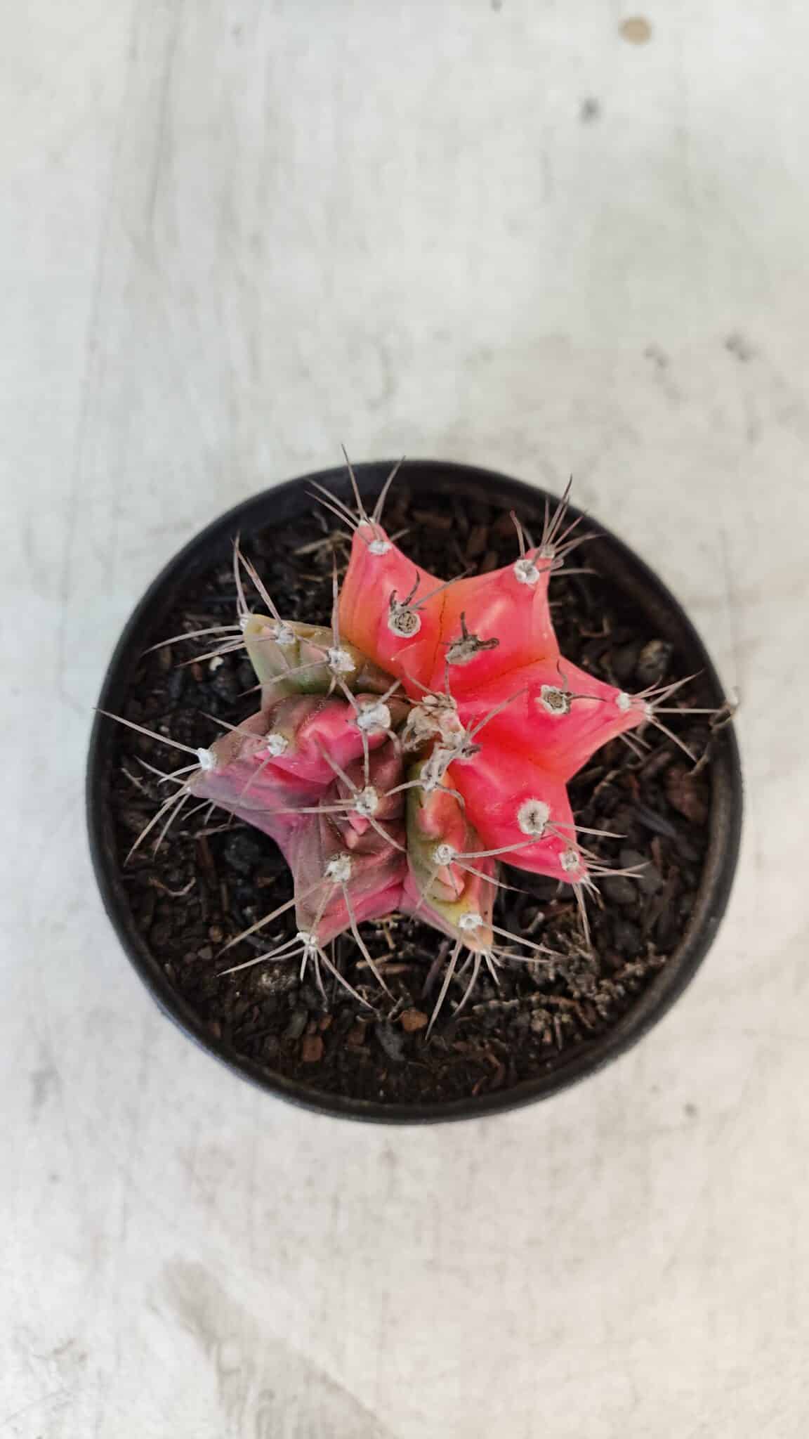 GYMNOCALYCIUM Mihanovichii Variegata Nº 562 – vaso 09
