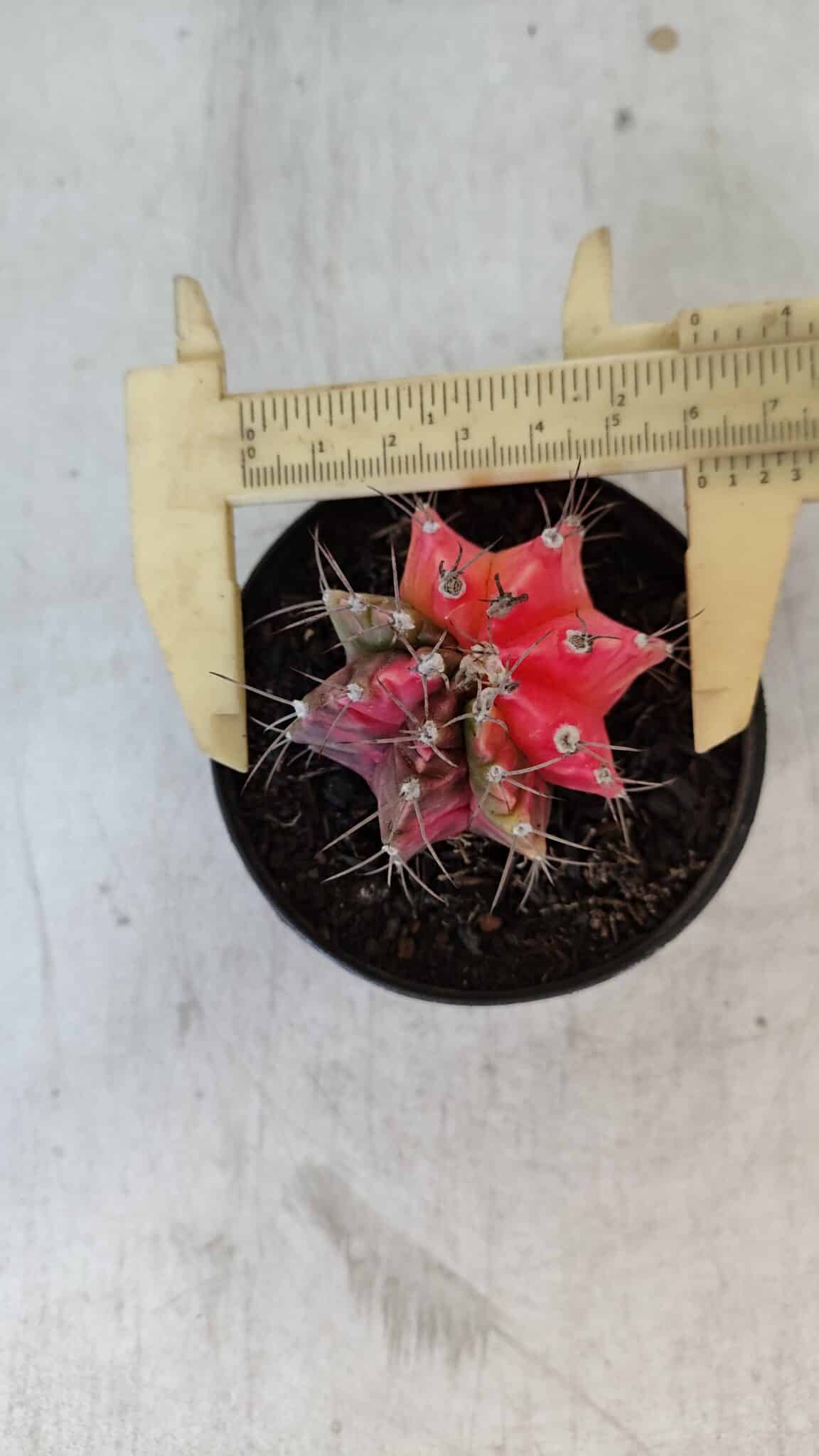 GYMNOCALYCIUM Mihanovichii Variegata Nº 562 – vaso 09