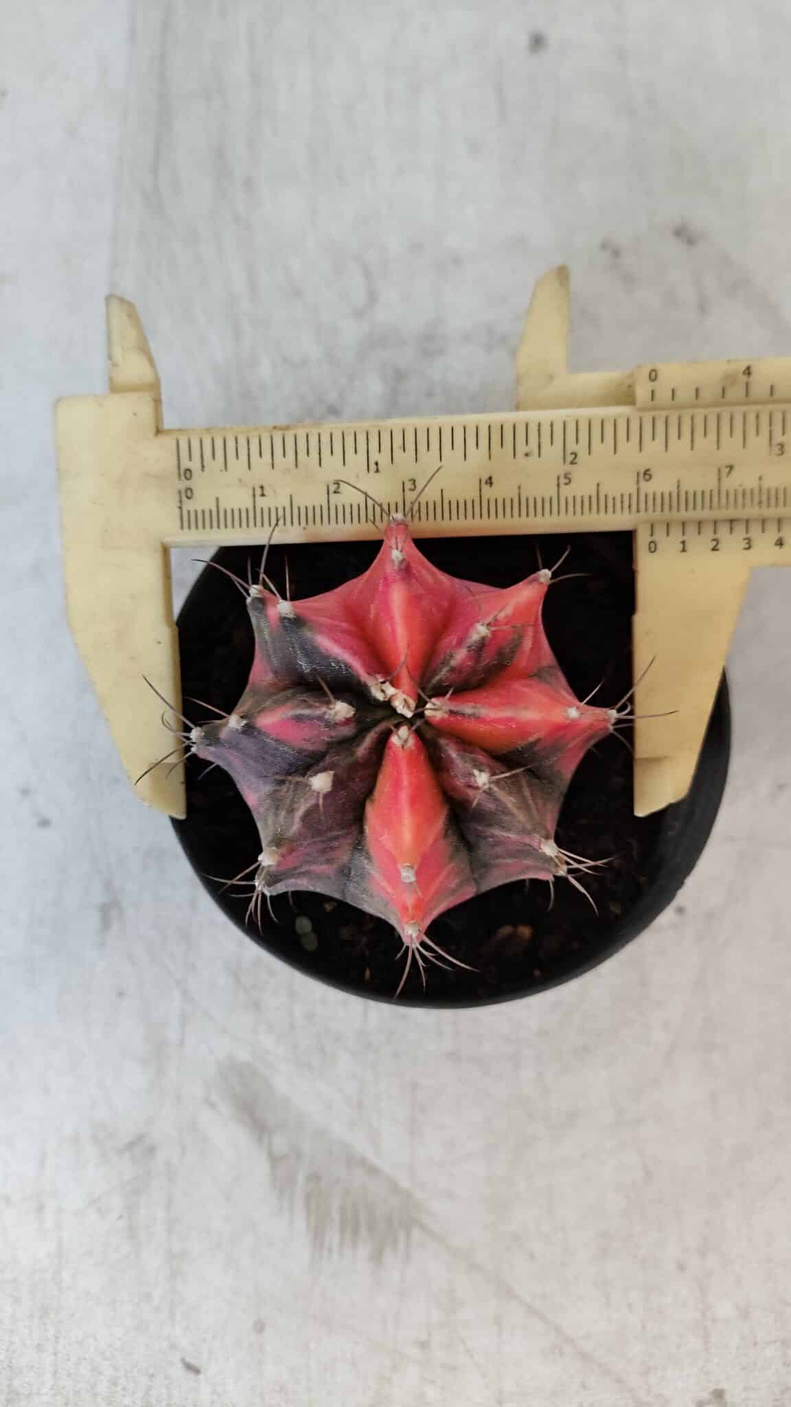 GYMNOCALYCIUM Mihanovichii Variegata Nº 563 – vaso 09