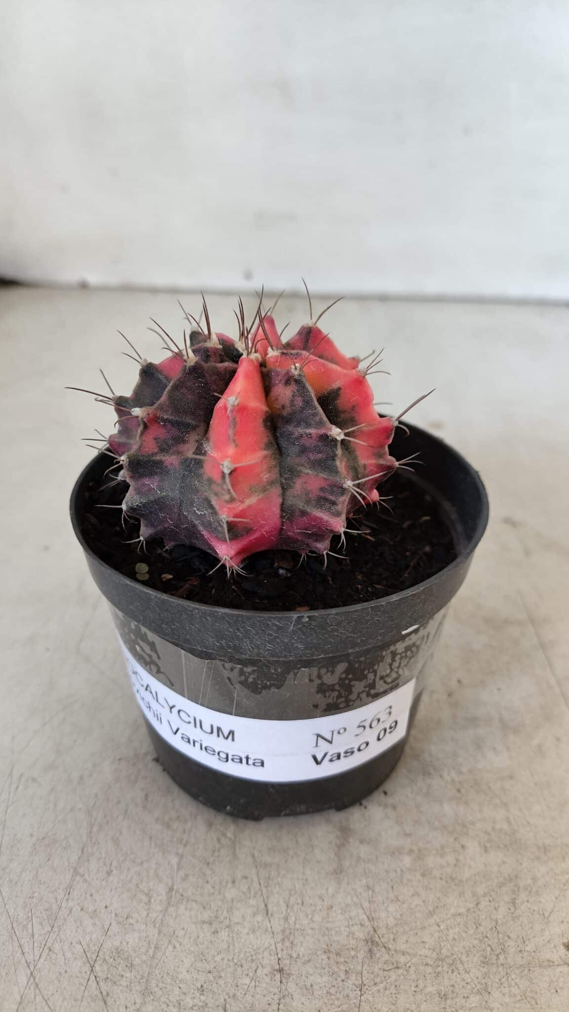 GYMNOCALYCIUM Mihanovichii Variegata Nº 563 – vaso 09